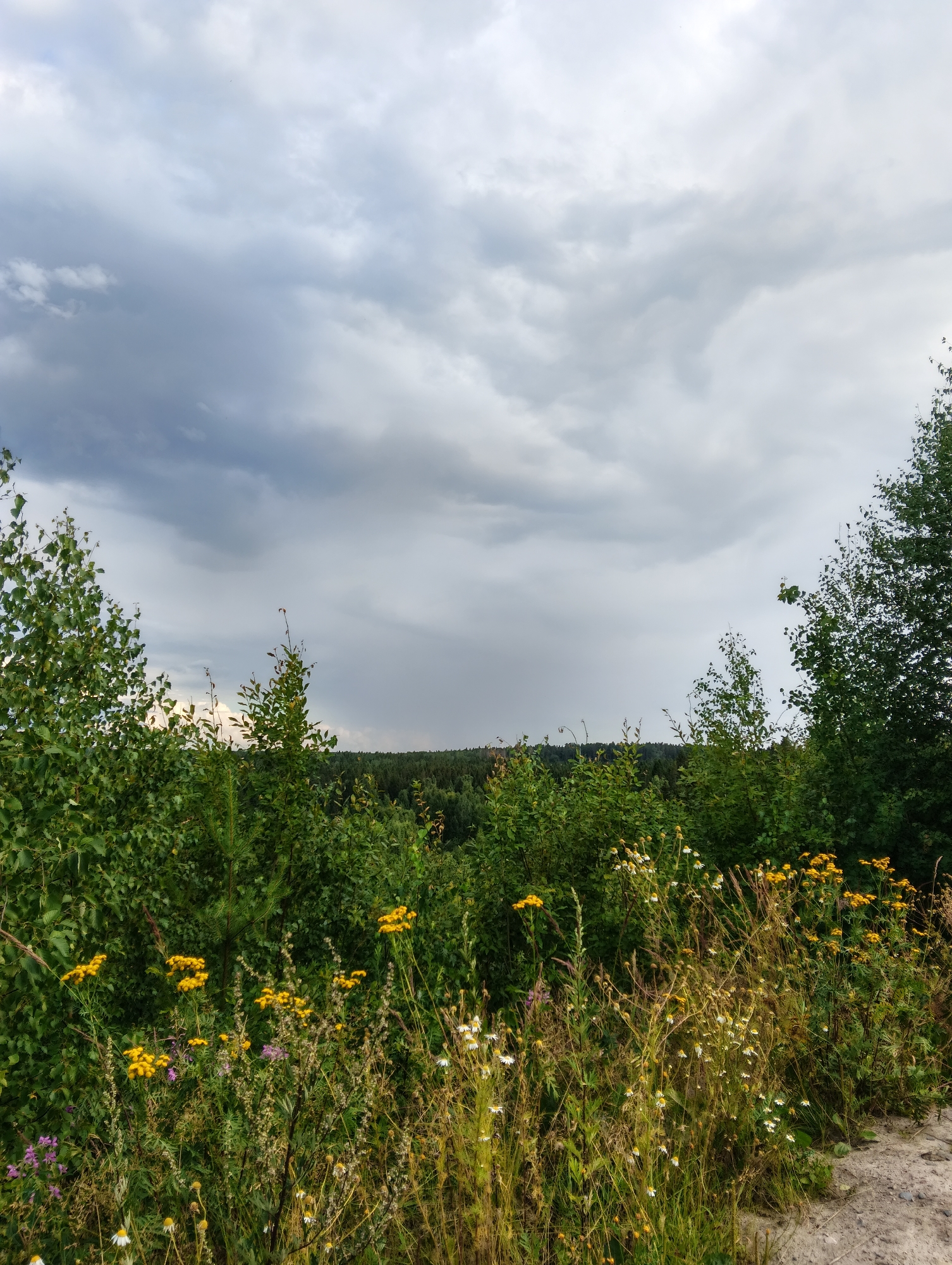 The image depicts a natural landscape under a dramatic, cloudy sky. In the foreground, there is a dense area of green foliage and wildflowers, with prominent yellow blossoms scattered throughout. To the left and right, taller trees frame the scene. The background reveals a dense forest stretching to the horizon, beneath a sky filled with heavy, gray clouds that suggest an impending storm. A dirt path is visible on the far right of the image, leading into the vegetation. The overall impression is one of a wild, untamed natural environment. This scene is consistent with the landscapes found in and around Petrozavodsk, Russia, which is known for its extensive forests and natural beauty.