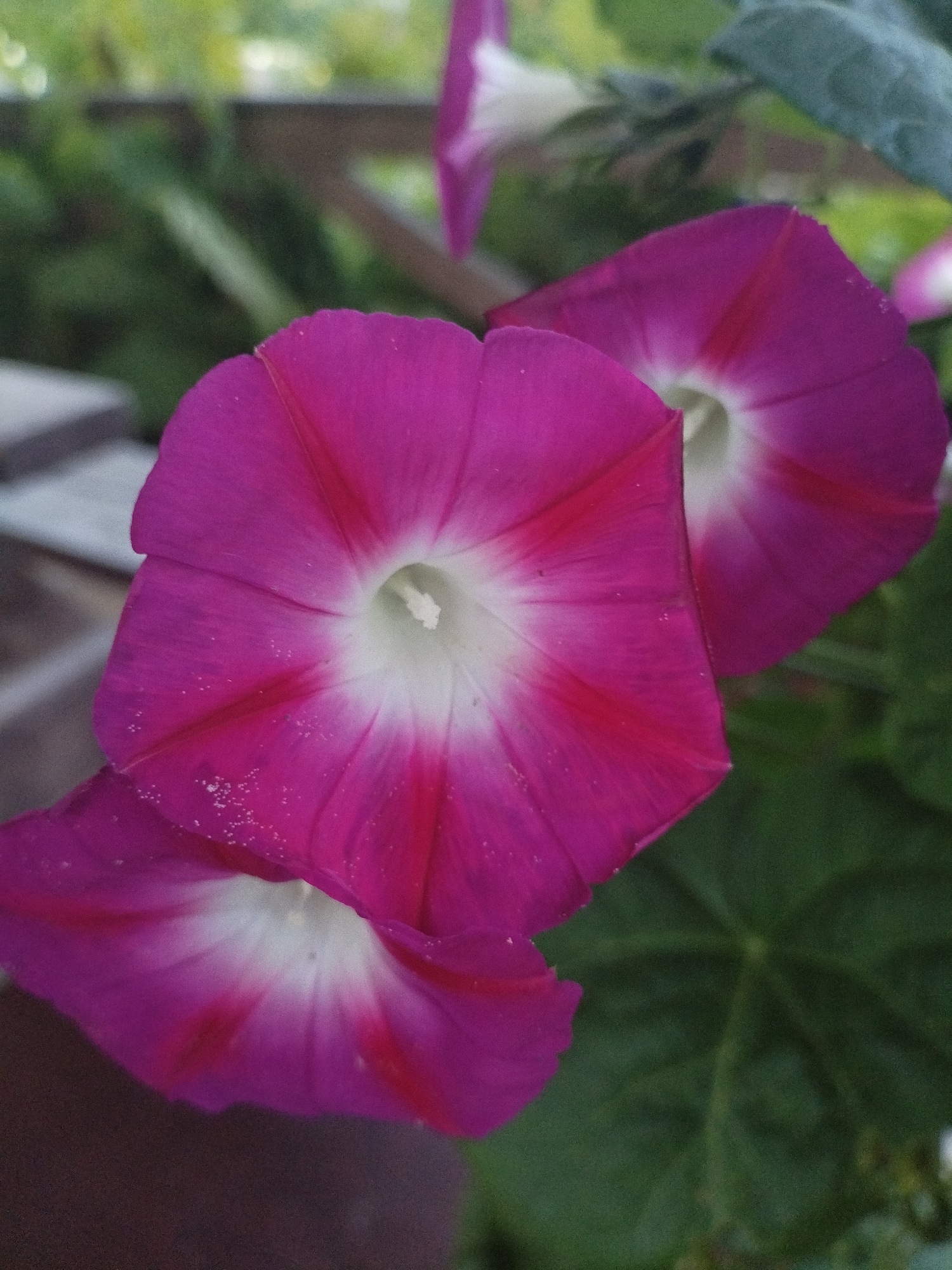 The image shows a close-up of three magenta morning glory flowers with white centers. The flowers are in various stages of bloom, with the largest flower in the foreground dominating the frame. The petals are delicate and velvety, with streaks of darker magenta radiating from the center. Tiny white particles, possibly pollen or dew drops, are scattered across the petals. In the background, out-of-focus greenery and a wooden railing suggest an outdoor setting, likely a garden or balcony. The lighting is soft, highlighting the vibrant colors of the flowers. There is no indication of human presence or activity. The image does not provide any information about its location in Bialynichy, Belarus.