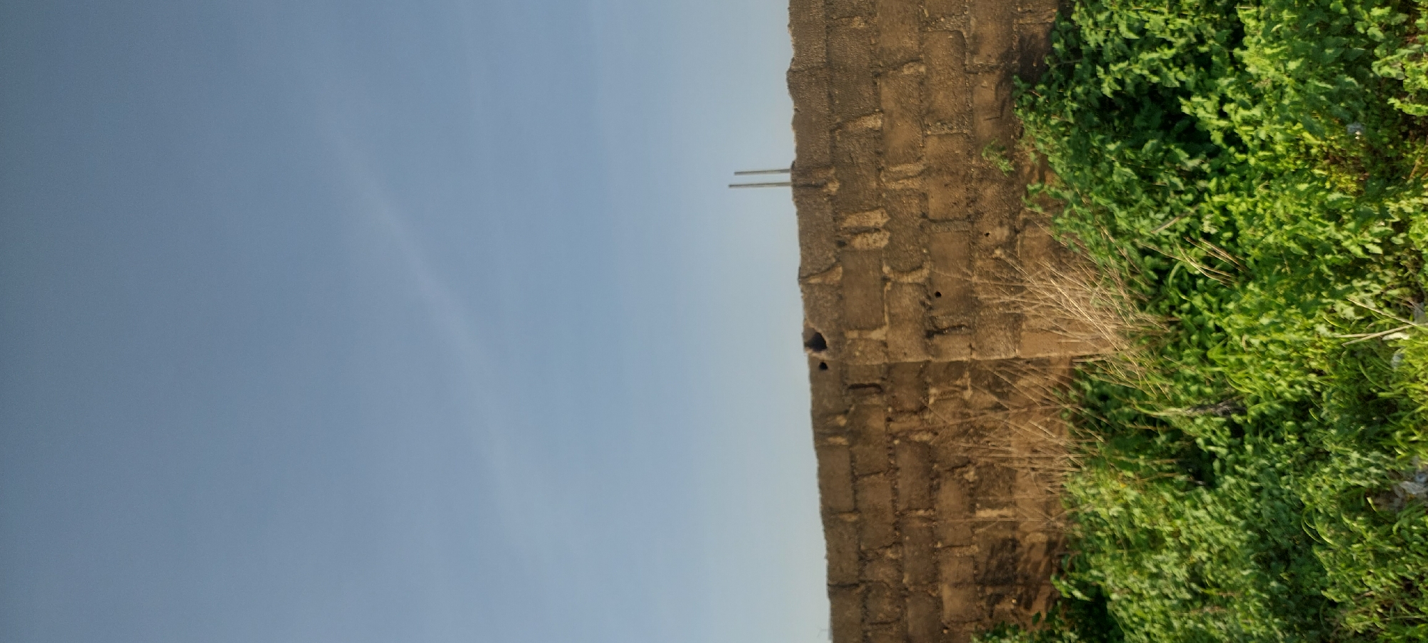 The image depicts an outdoor scene in Jalingo, Nigeria, featuring a weathered, brick wall that runs horizontally across the mid-section of the frame. The wall is constructed from rough, tan-colored bricks and shows signs of age and disrepair, with visible mortar and some small holes. Two thin, vertical metal rods protrude from the top of the wall towards the right side of the image.
In front of the wall, a dense growth of green vegetation, including grasses and leafy plants, covers the lower portion of the frame. Some dry, straw-like stalks are interspersed within the green foliage. Above the wall, the sky is a clear, pale blue with a faint, wispy cloud formation visible in the upper right quadrant. The lighting suggests daytime, likely mid-morning or late afternoon, with soft shadows. There are no people or animals present in the scene.