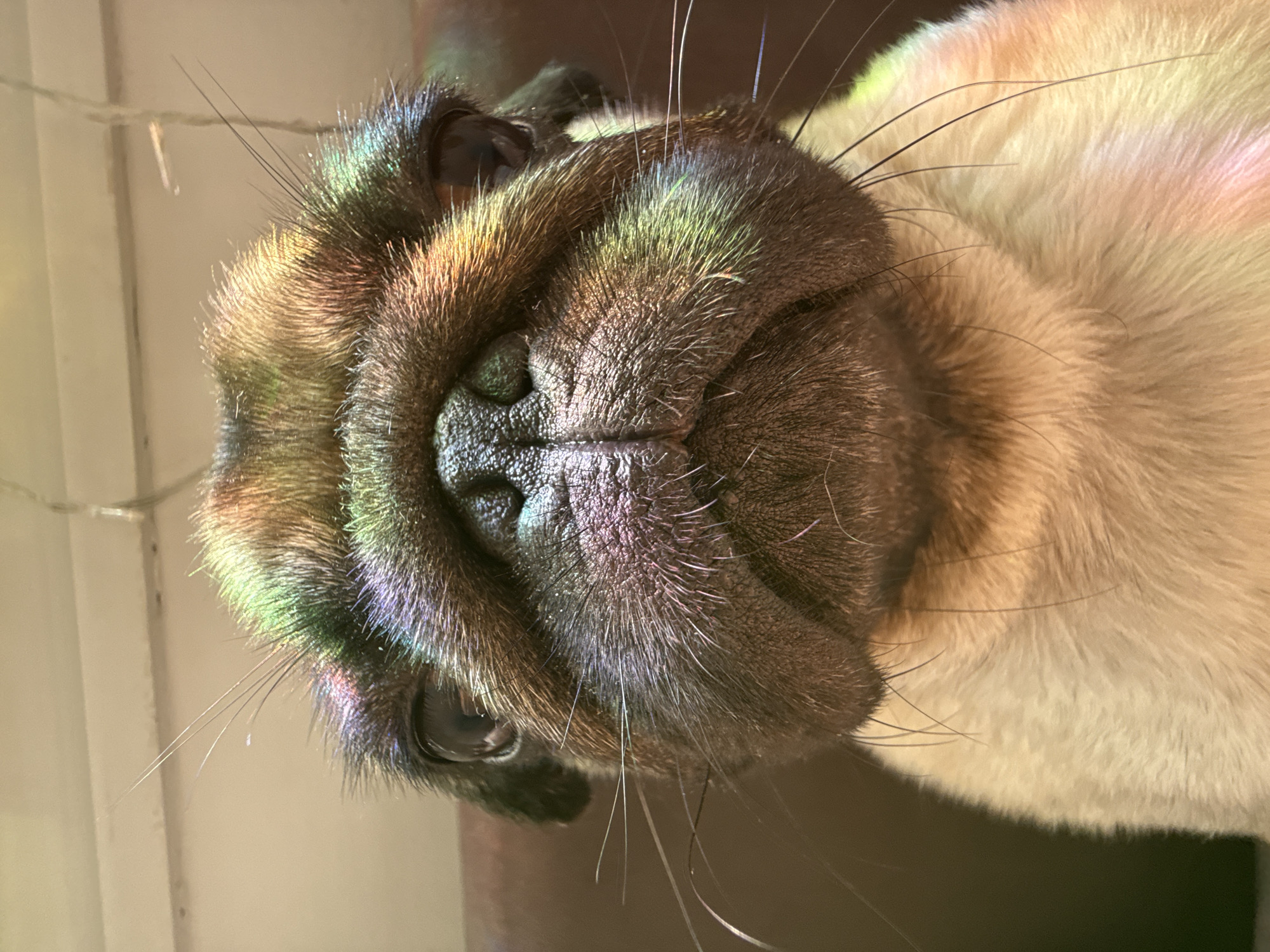 A close-up, head-on, low-angle shot shows the face of a fawn-colored pug dog. The dog's eyes are dark and appear to be looking directly at the camera. Rainbow-colored light reflects across the pug's forehead and cheeks, creating iridescent streaks of green, blue, yellow, and pink. The pug's snout is dark and wrinkled, with short, coarse whiskers extending from its cheeks. The background is out of focus, showing a blurry brown surface and a bright, neutral-colored overhead light source. The image is sharp and detailed, emphasizing the texture of the dog's fur and the prismatic light effects.