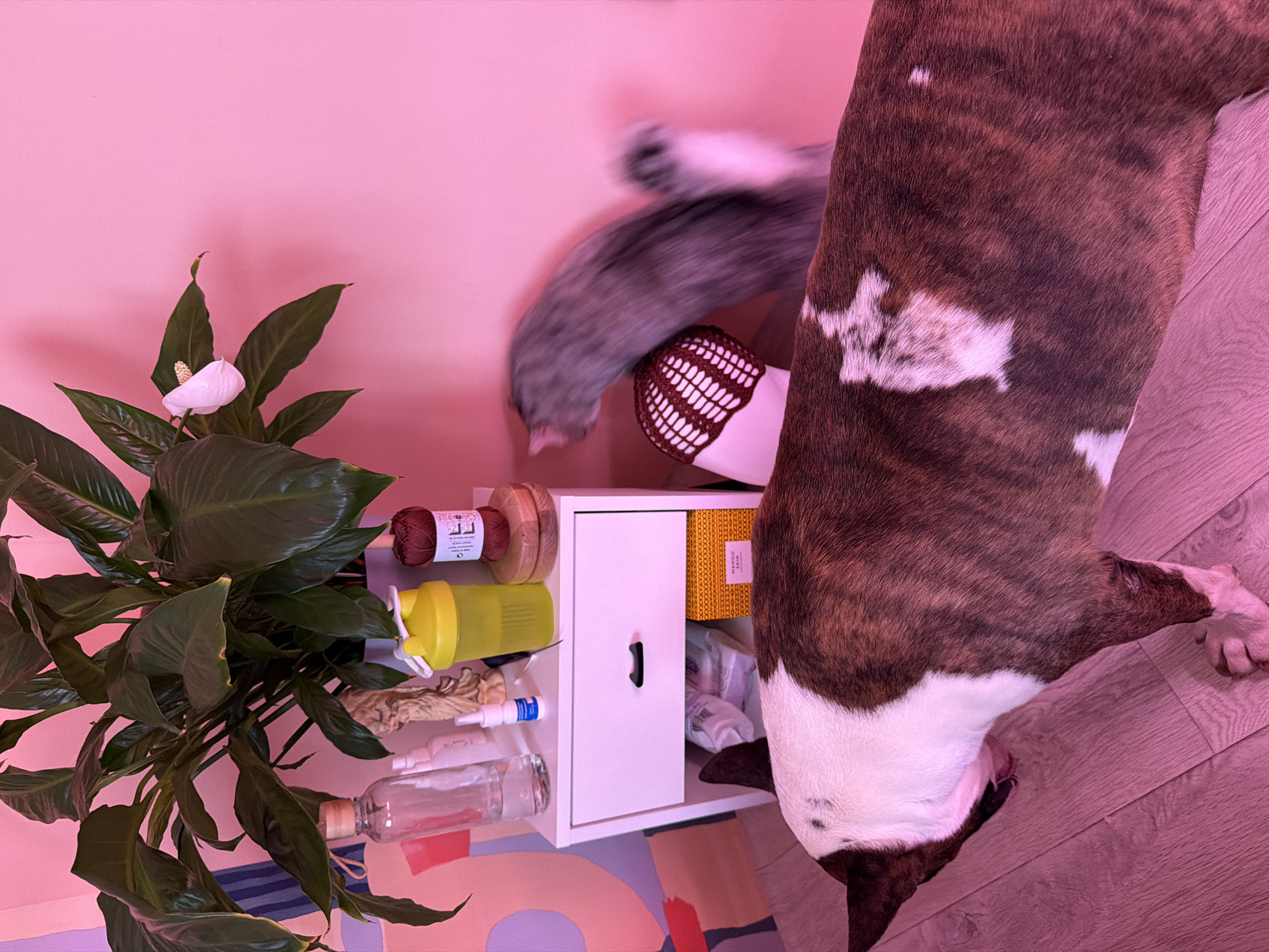 The image depicts a domestic interior, likely a residence, possibly located in Chaikovsky, Russia. The scene includes a variety of household objects such as a peace lily plant in a pot, several glass and plastic bottles, yarn, a white storage cabinet with a drawer, and a colorful mat. A large brown and white dog occupies a significant portion of the frame, its body positioned diagonally across the image. Additionally, a blurry, gray cat's tail is visible near the storage cabinet. The overall color cast of the image appears to be pink.