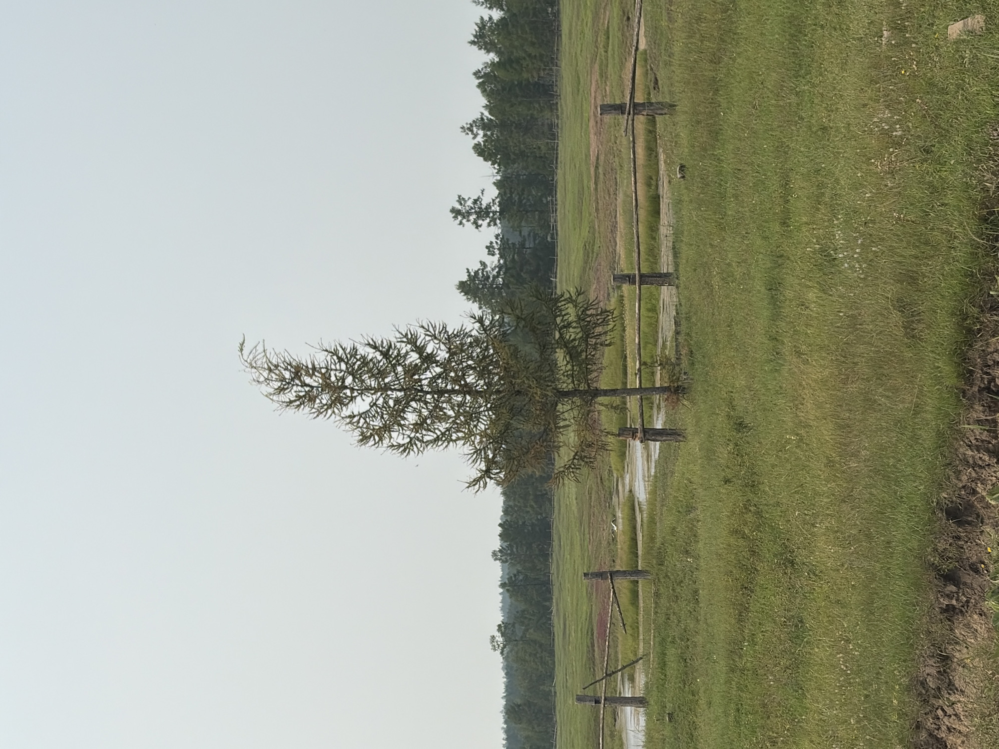 A lone coniferous tree stands in a wide, grassy field under a pale, overcast sky. A rustic wooden fence runs horizontally across the middle ground. Beyond the fence, a narrow waterway meanders through the field, and a dense forest borders the horizon. The foreground features a patch of rough, brown earth. The scene is located in the vicinity of Myandigi, Russia.