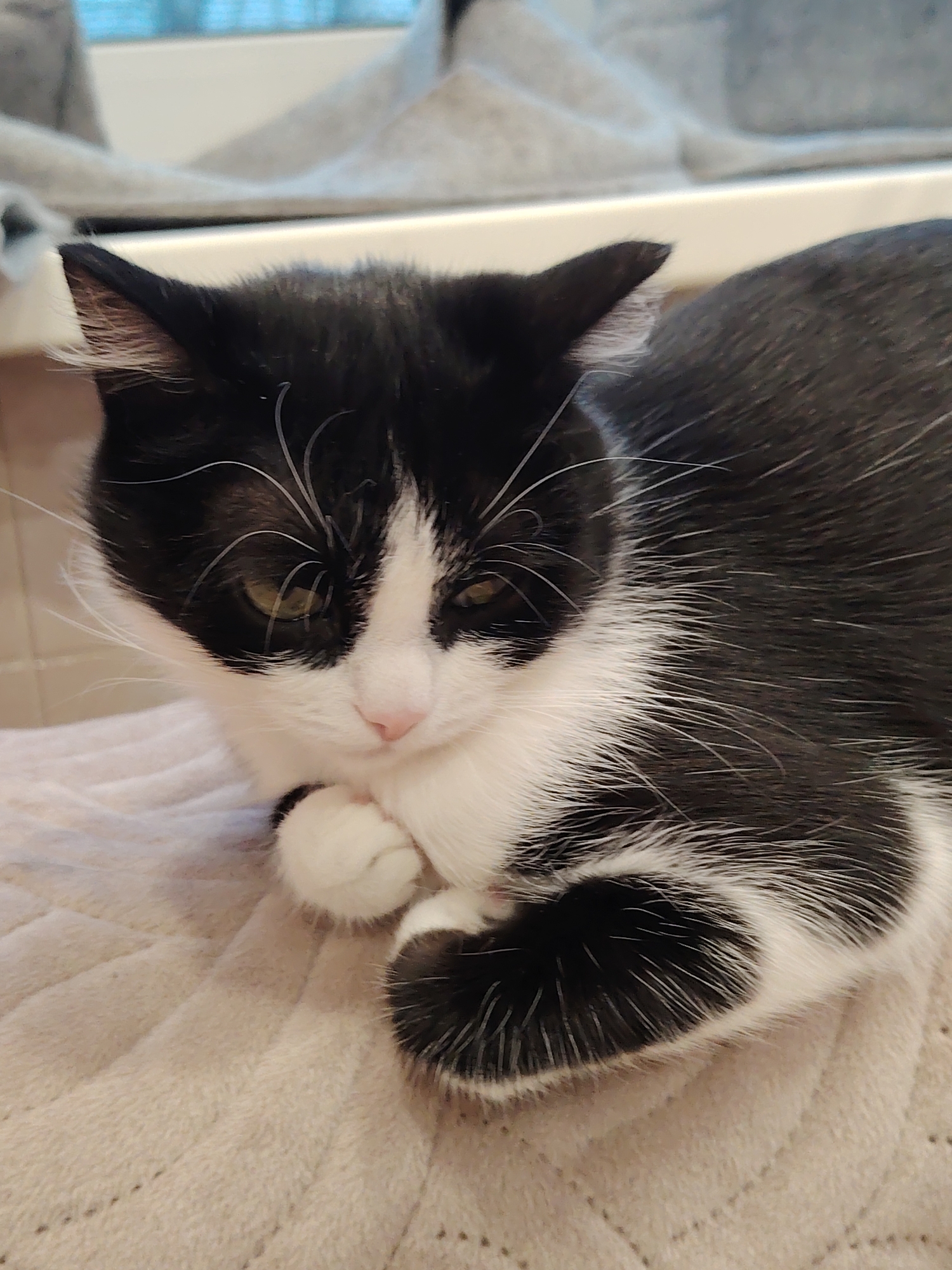 A black and white cat rests on a textured, light pink surface. The cat's face, primarily black with white patches, features a pink nose, green eyes, and long white whiskers. Its paws are tucked neatly beneath its chest. The background includes a window with blurry shapes. Location: Unknown, Unknown.