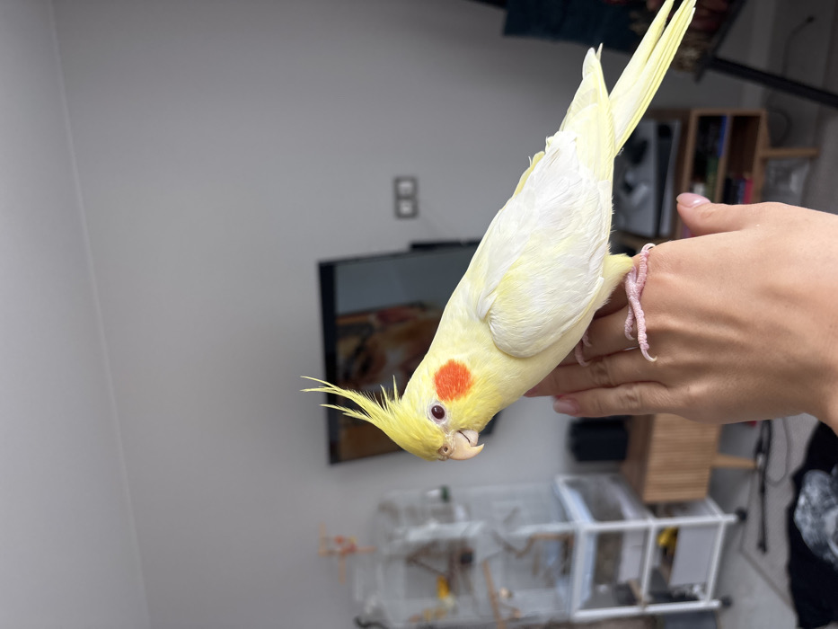 A light yellow cockatiel, exhibiting a prominent yellow crest and distinct orange circular cheek patches, is positioned centrally in the foreground. The bird is perched on the open, palm-up left hand of an individual. The hand features light-toned skin and manicured fingernails with a pale polish.
The background depicts an indoor domestic setting. A large, dark flat-screen television is visible, displaying an unidentifiable image, possibly a human face in profile. Below the television, a light wood-toned media console or side table with cabinet doors is present. To the left of the frame, a multi-tiered, clear plastic and white metal bird cage is visible. The walls are painted a uniform light gray or off-white. A small, rectangular wall-mounted object, possibly an electrical outlet or light switch, is visible to the right of the television. A dark, indistinct object rests on the floor in the lower-left corner of the frame. The specific location within the city of Krasnoyarsk, Russia, cannot be determined from the visual evidence provided.
