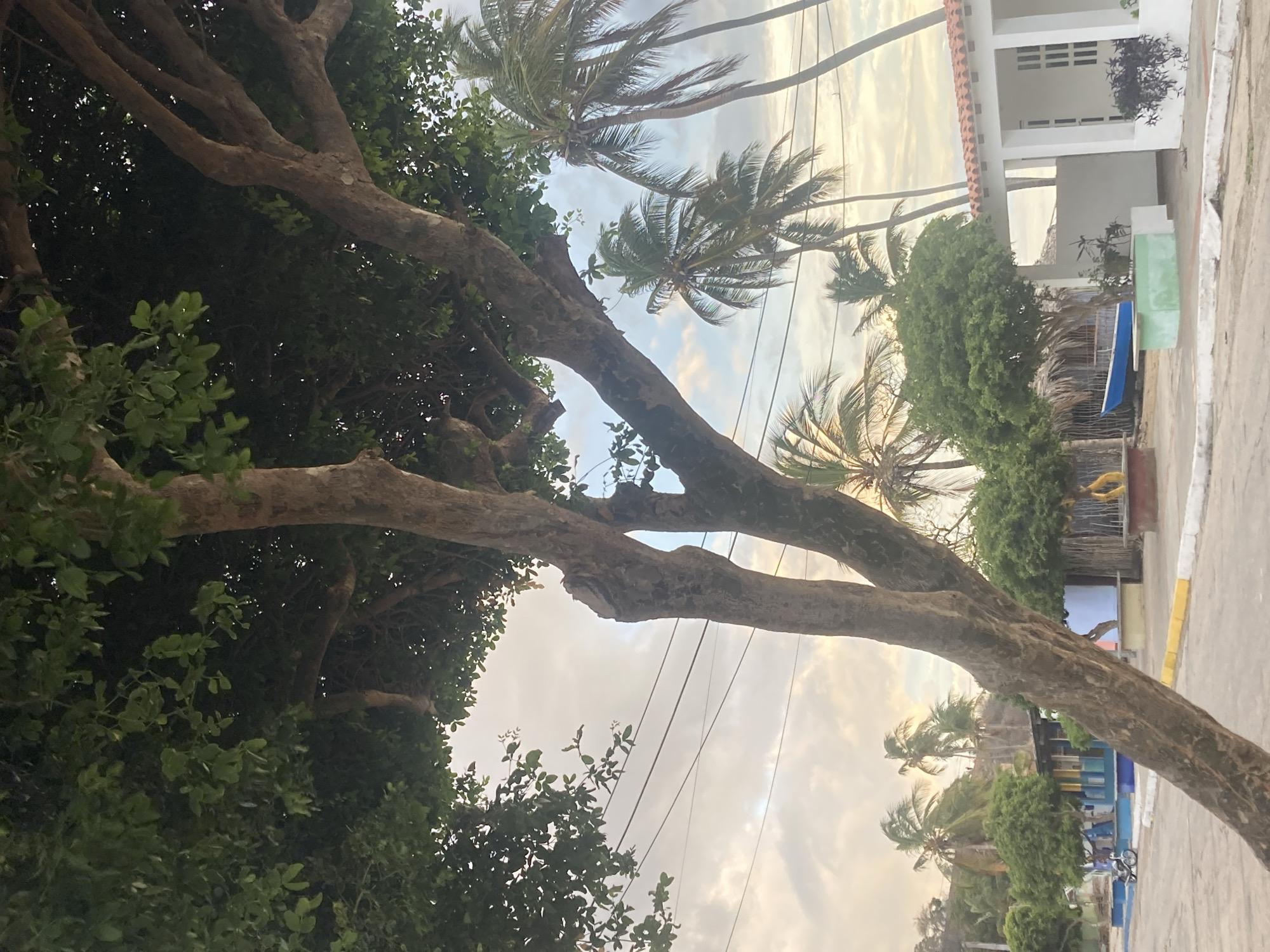 The image, originally captured in portrait orientation but rotated 90 degrees counter-clockwise, presents a tranquil street scene in what appears to be a tropical or coastal town, consistent with the location context of Juan Griego, Venezuela. The soft, warm light suggests either early morning or late afternoon.
A large, gnarled tree dominates the left and central foreground, its thick, multi-branched trunk and dense, dark green foliage creating a natural canopy. The branches extend across the frame, partially obscuring the sky.
Beyond this foreground tree, several tall palm trees with fronds swaying are silhouetted against a bright, partly cloudy sky. Utility lines stretch horizontally across the middle ground, intersecting the view of the palm trees and sky.
On the right side of the scene, parallel to a dirt or paved road, several buildings are visible. The most prominent is a white building with a distinctive orange-tiled roof and neatly shuttered windows. Adjacent to it, a light blue or green object, possibly a small boat or container, is resting on the ground. Further down the street, another building with blue and yellow accents is partially visible, and a bicycle is parked nearby. A yellow object, perhaps a decoration or piece of equipment, hangs near a fence or shack.
The scene is devoid of people or visible activity, contributing to a peaceful and somewhat rustic atmosphere. No discernible text is visible anywhere in the image.