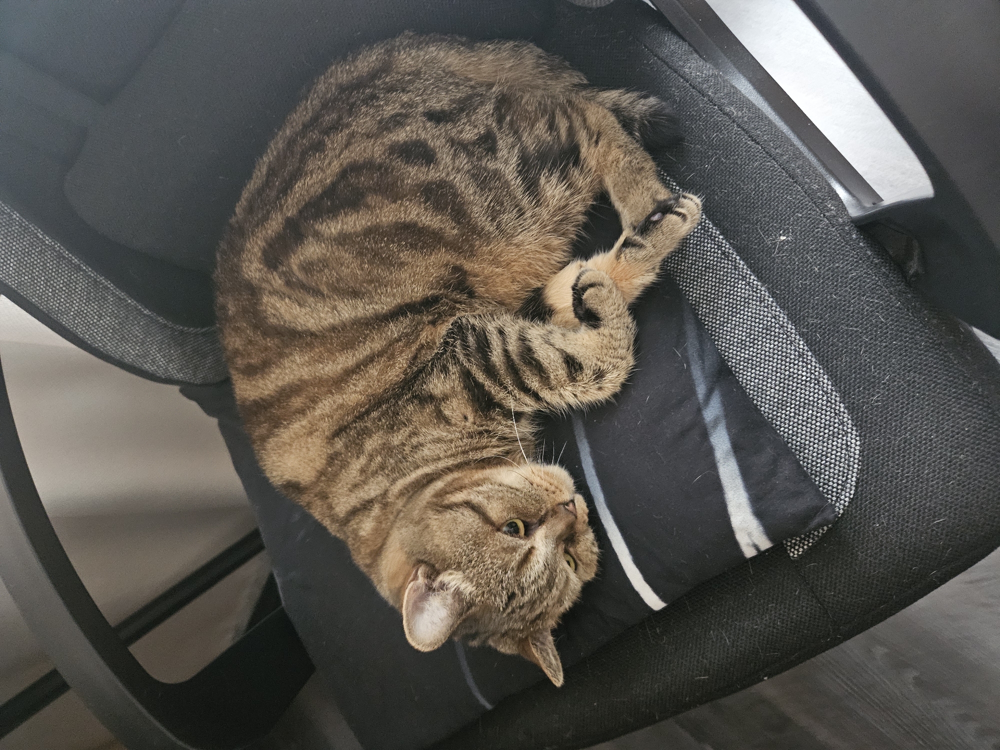 A tabby cat is curled up on a black office chair with a striped cushion in Sosnogorsk, Russia. The cat is brown with black stripes and is resting its head on its paws. The chair appears to be in a home office or living room. The lighting suggests it is daytime. The image focuses on the cat and the chair.