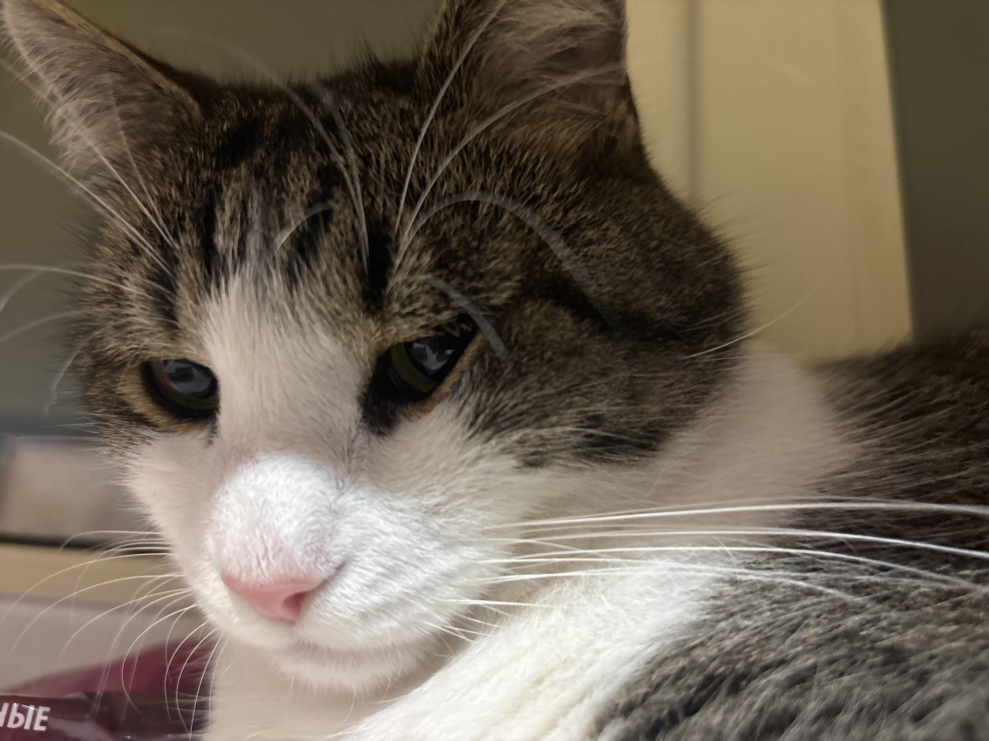 The image is a close-up, high-angle shot of a domestic cat's face. The cat is tabby and white with brown and grey markings. Its eyes are partially closed and appear to be blue or green. The cat's nose is pink and wet, and its whiskers are long and white. The background is blurred and appears to be an indoor environment with a light-colored wall. There is no identifiable information that can place this image in the city of Kapyĺ, Belarus.