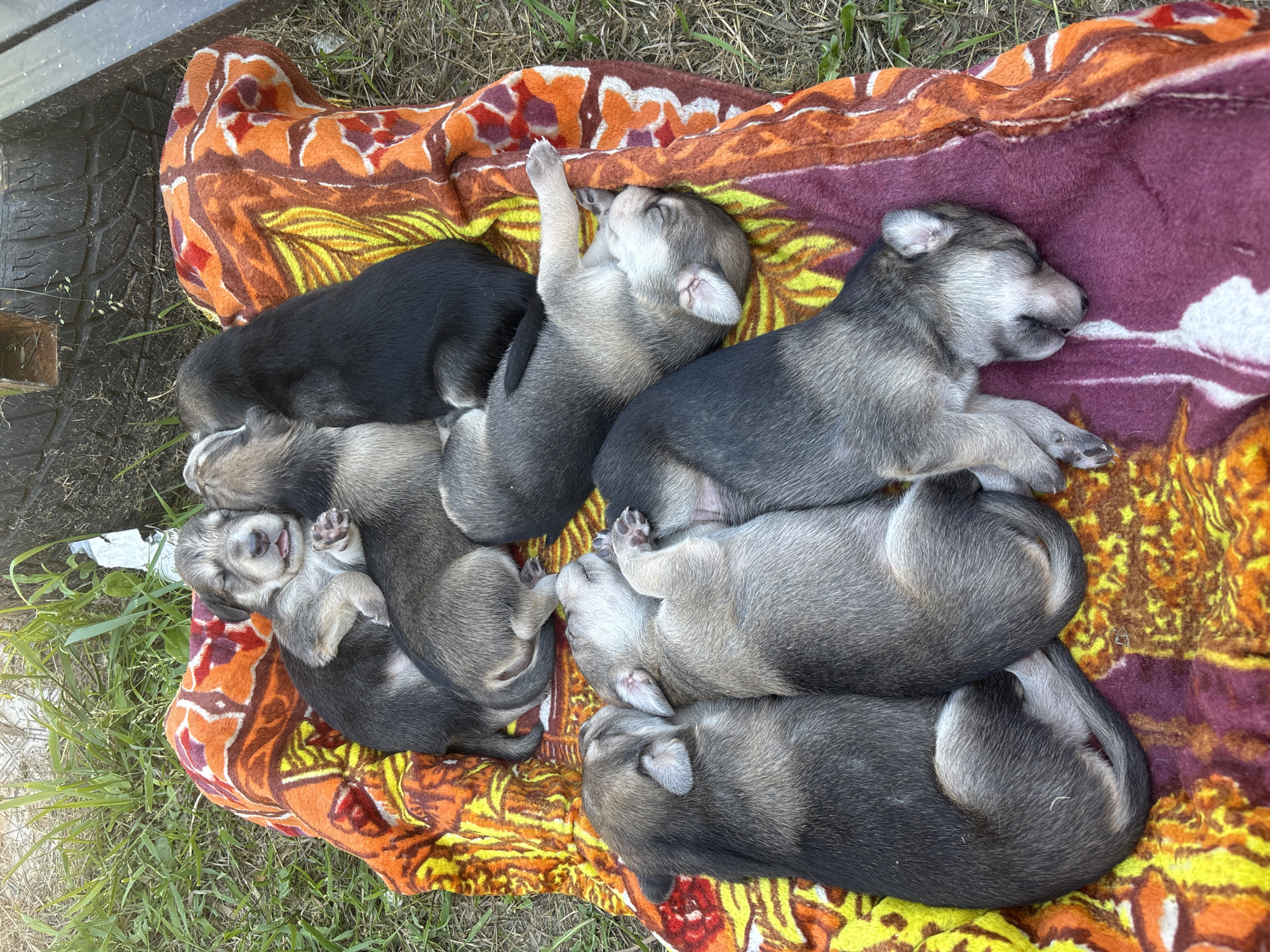 Eight young puppies are depicted resting closely on a multi-colored patterned blanket outdoors in the city of Semyonov, Russia. The puppies exhibit various shades of grey, black, and tan fur, with several displaying sable-like markings and lighter fur on their faces and ears. All puppies appear to be asleep; one in the upper-left cluster has its tongue slightly extended. The puppies are clustered together, with their bodies intertwined.
The blanket on which they rest features a vibrant, abstract pattern incorporating colors such as orange, yellow, red, and a deep purple/maroon. The immediate surrounding ground is covered with green grass, interspersed with patches of dry grass and exposed soil. In the upper right background, a dark, weathered tire is partially visible, along with a dark, angular structure, possibly metallic or wooden, to its right. The scene indicates an outdoor, unmanicured environment.
