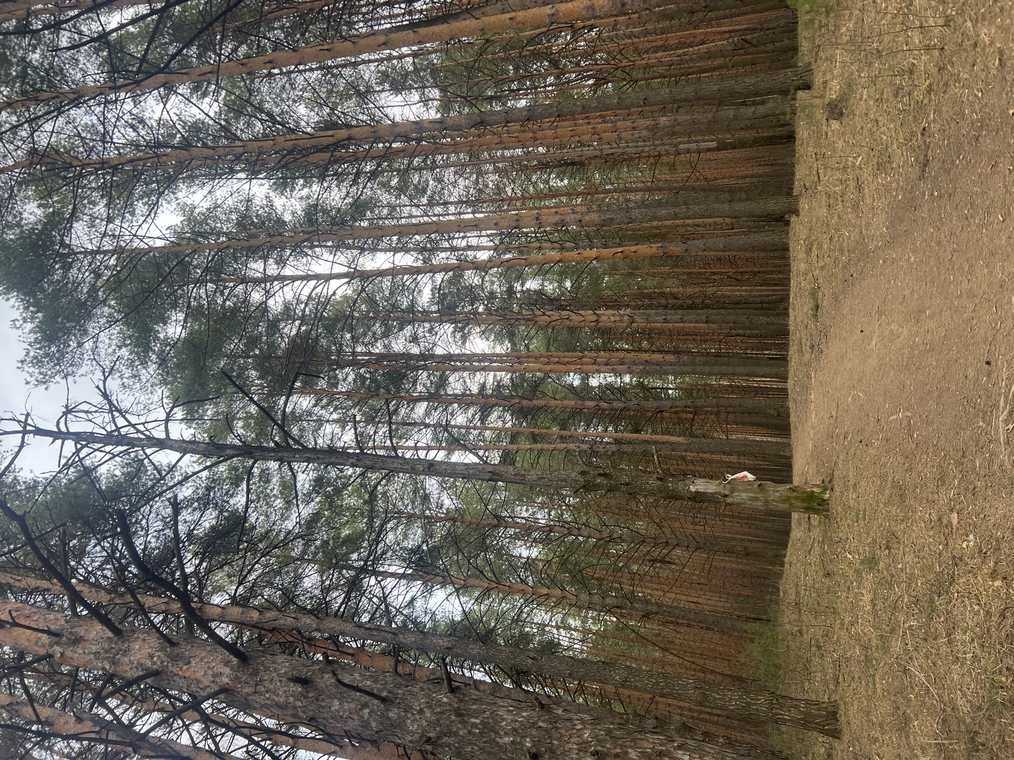 The image displays a tranquil natural landscape at the edge of a pine forest in Chaikovsky, Russia. The scene is split vertically, with a dense coniferous forest occupying the left side and an open dirt path or clearing on the right.
The forest features numerous tall, slender pine trees with reddish-brown trunks reaching upwards. Their branches, adorned with green needles, form a thick canopy against an overcast, light gray sky, visible through the gaps in the foliage. The trees appear closely packed, suggesting an established forest.
On the right side, the ground of the path or clearing is composed of light brown earth and dry, sparse grass, possibly indicating late autumn, early spring, or dry conditions. In the mid-ground, at the transition between the forest and the clearing, a small white object with red or pink markings is visible. It appears to be a piece of discarded litter, possibly a plastic bag, resting on a moss-covered log or tree stump.
No people or discernible activity are present in the image. The time of day is daytime, under a uniformly cloudy or overcast sky, suggesting diffused light rather than direct sunshine. There is no legible text visible on any object. The overall impression is one of natural solitude.