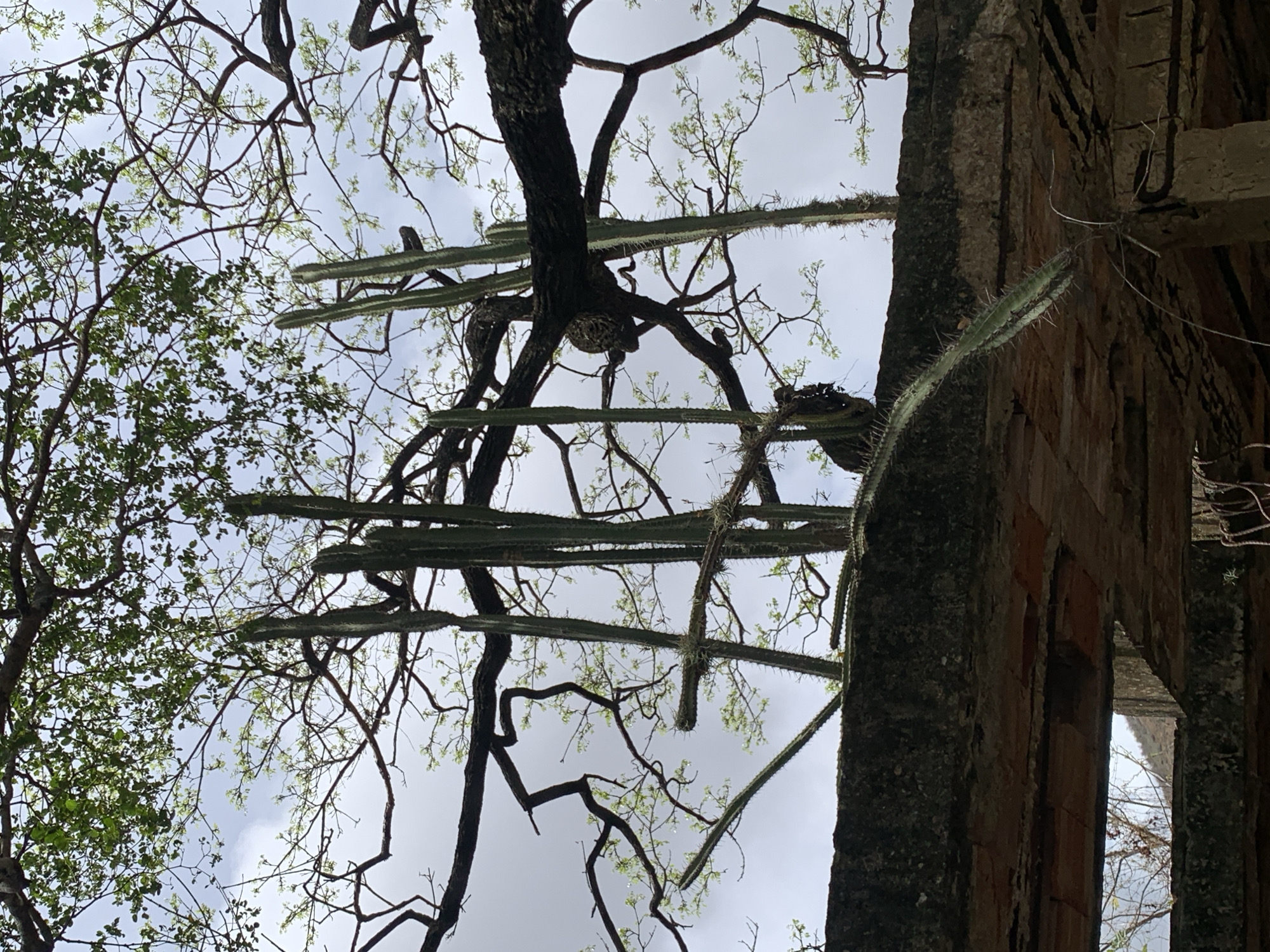 The image displays a detailed, upward perspective of a derelict structure being overtaken by natural vegetation in Santa Ana, Venezuela.
The upper two-thirds of the frame is dominated by a complex network of tree branches and sky. A light grey, overcast sky occupies the background. Numerous dark, gnarled tree branches, some bare and others sparsely covered with small, vibrant green leaves, create an intricate pattern across the sky. A thick, dark brown tree trunk or major branch traverses horizontally through the upper-middle portion of the image.
Interspersed among the tree branches are multiple tall, slender columnar cacti. Several vertical cactus stems, characterized by their green color and prominent spines, rise upwards through the canopy. One distinct, long, segmented cactus arm, densely covered in sharp white spines and some fibrous growth, extends horizontally from the left-center before curving downwards. Another spiny cactus segment is visible extending diagonally downwards from the upper right, partially obscured by tree branches.
The bottom third of the image features the upper section of a ruined man-made structure, composed of concrete and brick. The top surface of this structure is a dark, weathered concrete slab, exhibiting a rough, textured finish consistent with decay. Beneath this concrete, the exposed underside reveals reddish-brown brickwork, suggesting a brick-supported ceiling or floor structure. A horizontal, rectangular aperture or void is visible within this brickwork, providing a view into a darker, indistinct area beyond or within the ruin. A spiny, green cactus arm with distinct segments extends downwards from the concrete slab into the lower-left foreground. In the bottom-right corner, strands of dark material, possibly exposed rebar or wires, hang from the deteriorating concrete.
The scene is illuminated by diffused light, indicative of an overcast day, resulting in soft shadows and even lighting across the various textures and forms. No human figures are present in the image.
