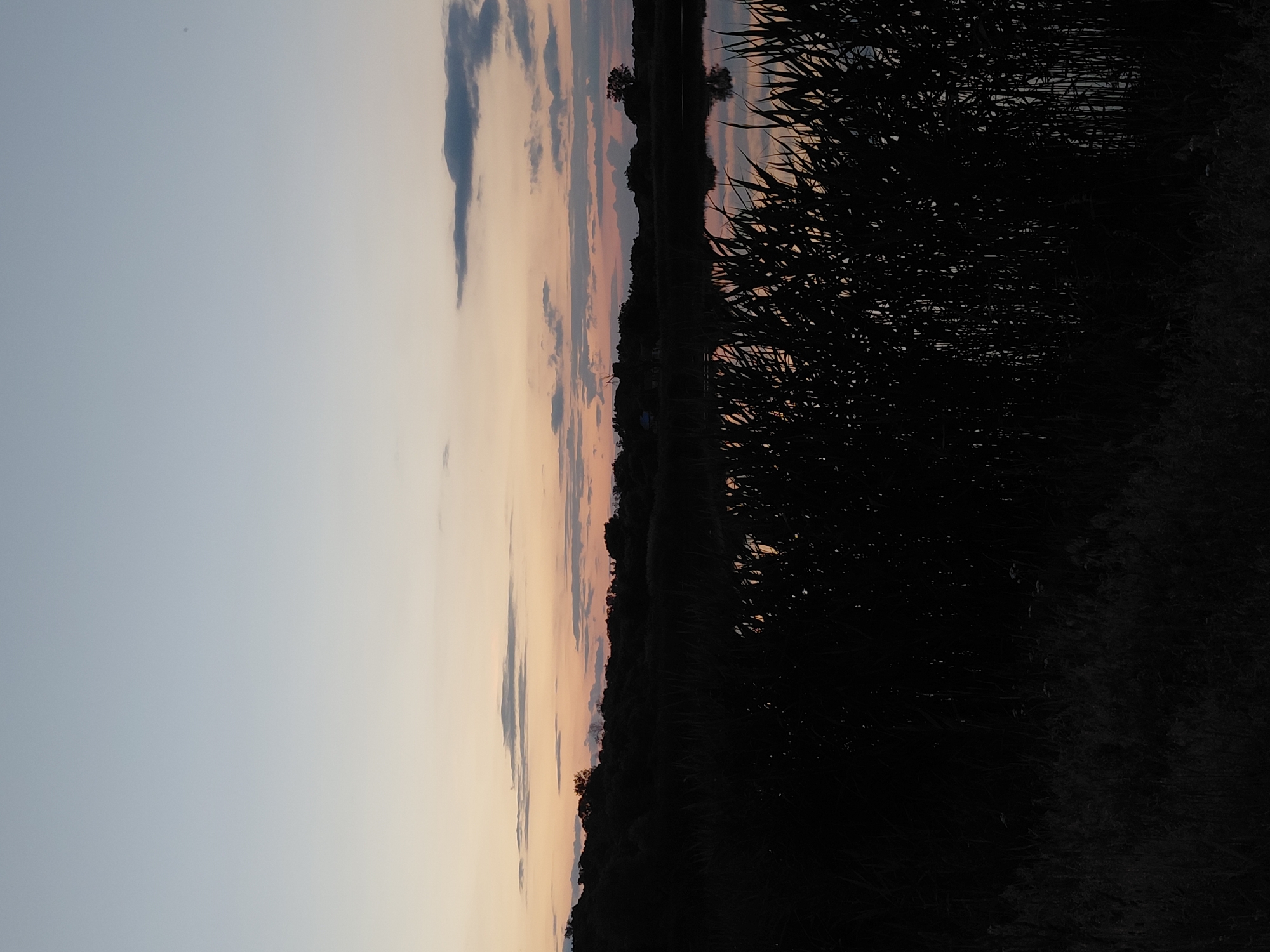 The image captures a serene sunset over a body of water, likely a lake or pond, in Ustyvytsia, Ukraine. Silhouetted reeds and tall grass frame the foreground, their dark forms contrasting with the softened hues of the twilight sky. The sky transitions from a pale blue at the top to soft oranges and pinks near the horizon, where a line of trees and vegetation forms a dark silhouette against the fading light. A few wispy clouds are visible, adding texture to the sky. The water's surface reflects the muted colors of the sky and the dark shapes of the shoreline, creating a tranquil and still scene. There are no people or animals visible in the image.