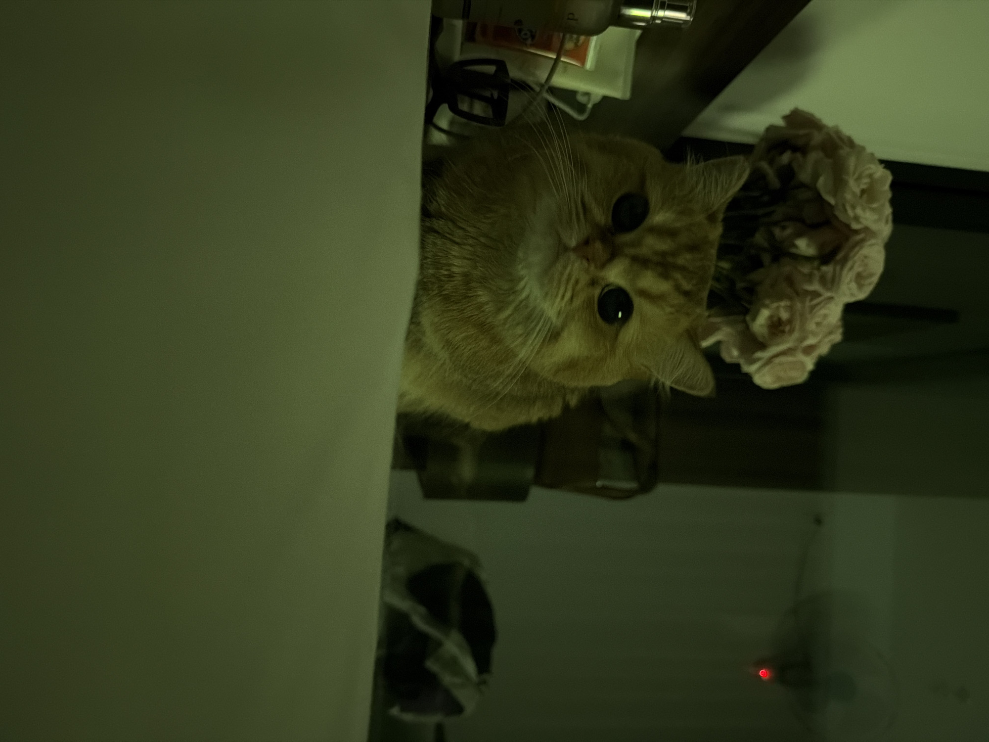 The image shows an orange cat with large, dark eyes sitting on a surface. Behind the cat, there is a bouquet of light-colored flowers. To the left of the cat, there are some cosmetic bottles and containers. The background is dark and out of focus, with a faint red light visible in the upper right corner. The overall lighting is dim and has a greenish tint. The scene appears to be indoors, possibly in a bedroom or vanity area. There is no indication of the location being in Đà Nẵng, Vietnam.