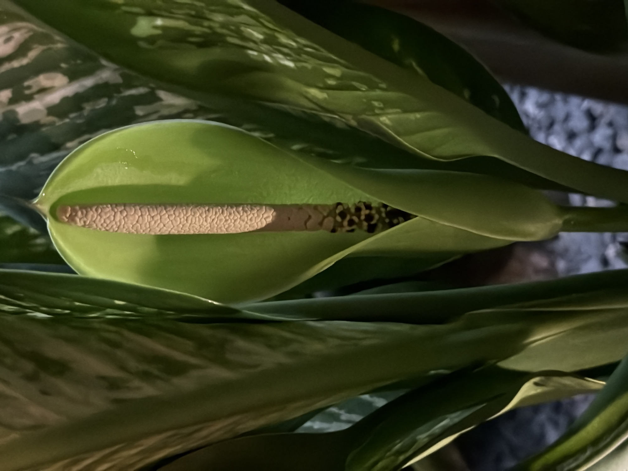 A close-up, vertical, eye-level shot shows a vibrant green spathe encasing a pale, textured spadix of a plant, likely a Dieffenbachia. The spathe is open at the top, revealing the central spadix which is capped with a light tan, knobby texture, and tapers down to a section with dark, clustered dots. The spathe itself is smooth and waxy, with a slight sheen, and its edges curve inward to cradle the spadix. Surrounding the central bloom are large, elongated, dark green leaves, some displaying lighter green or white variegation in irregular patterns. The leaves are arranged in a lush, dense manner, creating a natural frame for the flower. The background is softly blurred, showing hints of gray gravel and darker, vertical forms that suggest other plants or the indoor environment where this plant is situated. The lighting is dramatic, with strong highlights on the spathe and leaves, and deep shadows that add depth and contrast to the image. The scene does not contain any people or visible actions. The location is a private residence or garden center in Baan Bo Phut, Thailand.