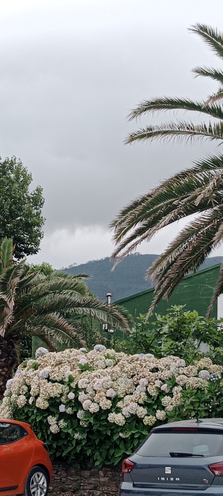 In Reinante-praia, Spain, on a cloudy day, two cars are parked in front of a large bush of light-colored hydrangeas. The bush is overflowing with flowers and green leaves. Behind the hydrangeas, a green building with a metallic chimney is visible, and behind that, a dark green, tree-covered mountain looms under a gray sky. Two palm trees frame the scene, one on the left and another on the right, with their fronds reaching towards the sky. The car on the left is an orange hatchback, while the car on the right is a dark gray hatchback with the word "IBIZA" visible on its tailgate. The foreground features a stone wall.