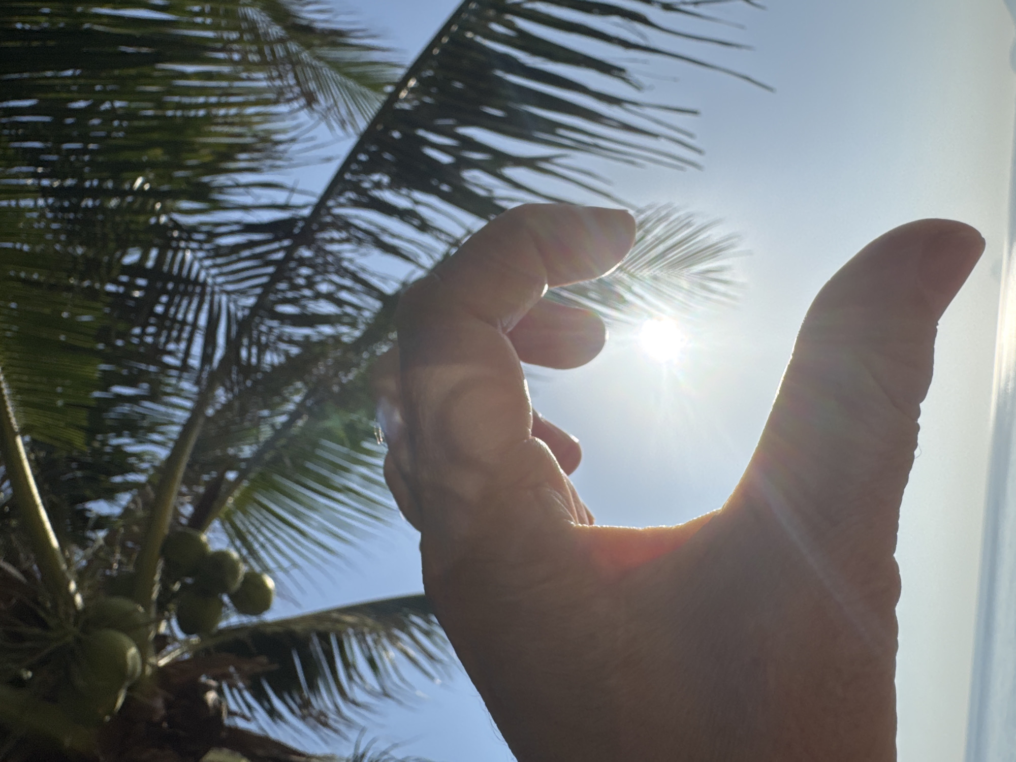 The image captures a close-up of a person's hand forming a partial circle against a bright sky. Palm fronds and a cluster of green coconuts are visible in the upper portion of the frame, suggesting a tropical setting. The sun is prominently featured, creating lens flare and illuminating the scene. The background shows a hazy ocean horizon. This scene is consistent with a location in Nha Trang, Vietnam, known for its beaches and coconut palm trees.