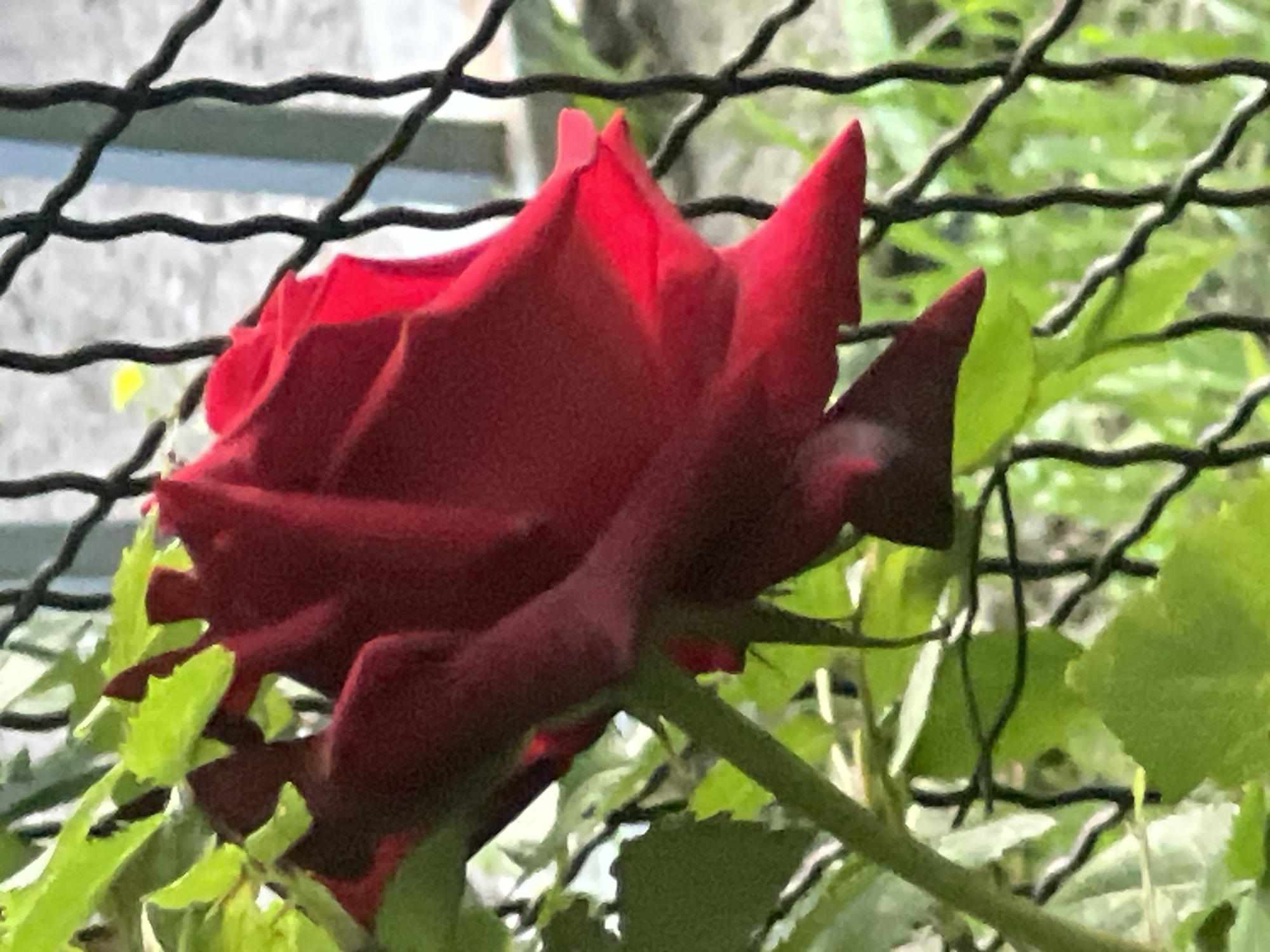This image features a close-up of a deep red rose in bloom, with its petals unfurling. The rose is positioned in the foreground, its rich color contrasting with the blurred green foliage and a black wire fence behind it. The fence has a somewhat irregular, woven pattern and runs horizontally across the upper portion of the frame. The background is softly out of focus, with hints of lighter and darker green leaves, suggesting a garden or outdoor setting. The lighting appears to be natural, likely daylight, casting subtle shadows and highlighting the velvety texture of the rose petals. There are no people or specific objects other than the rose and fence. The overall impression is one of natural beauty and quiet observation. The location context of Vanadzor, Armenia, suggests this scene is likely from an outdoor garden in that region. No text is visible in the image.