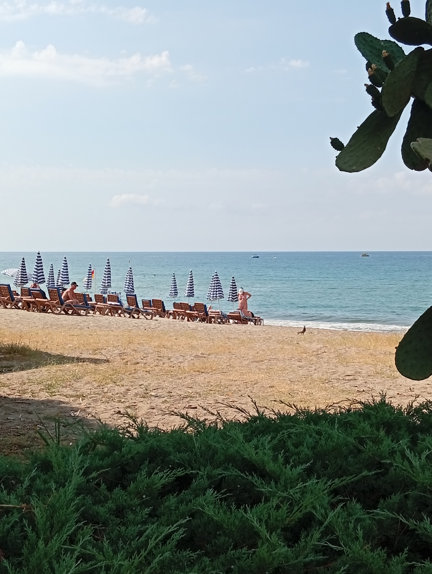 A wide shot captures a sunny beach scene with the ocean in the background. The foreground is dominated by lush green bushes. Beyond the bushes, a sandy beach is dotted with numerous empty lounge chairs and striped umbrellas, suggesting a resort or public beach area. Several people are visible on the beach; one man sits on a lounge chair, facing away from the camera, while another individual stands near a lounge chair, facing the ocean. The sea is a tranquil blue, with small waves breaking near the shore. A few small boats are visible in the distance on the water. In the upper right corner of the frame, a large prickly pear cactus is partially visible. The sky is a pale blue with scattered white clouds.
