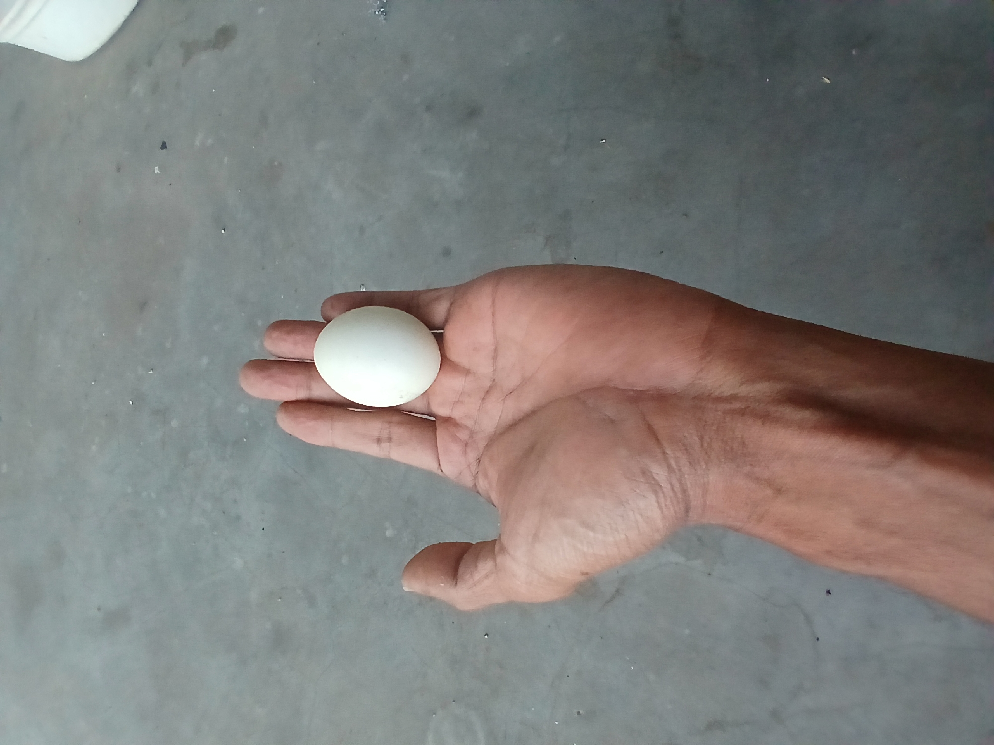 A person's left hand, palm up, is holding a single white egg against a concrete floor. The hand shows visible veins and wrinkles. In the upper right corner, a portion of a white bucket is visible. The scene is likely outdoors, given the concrete and the ambient lighting.
