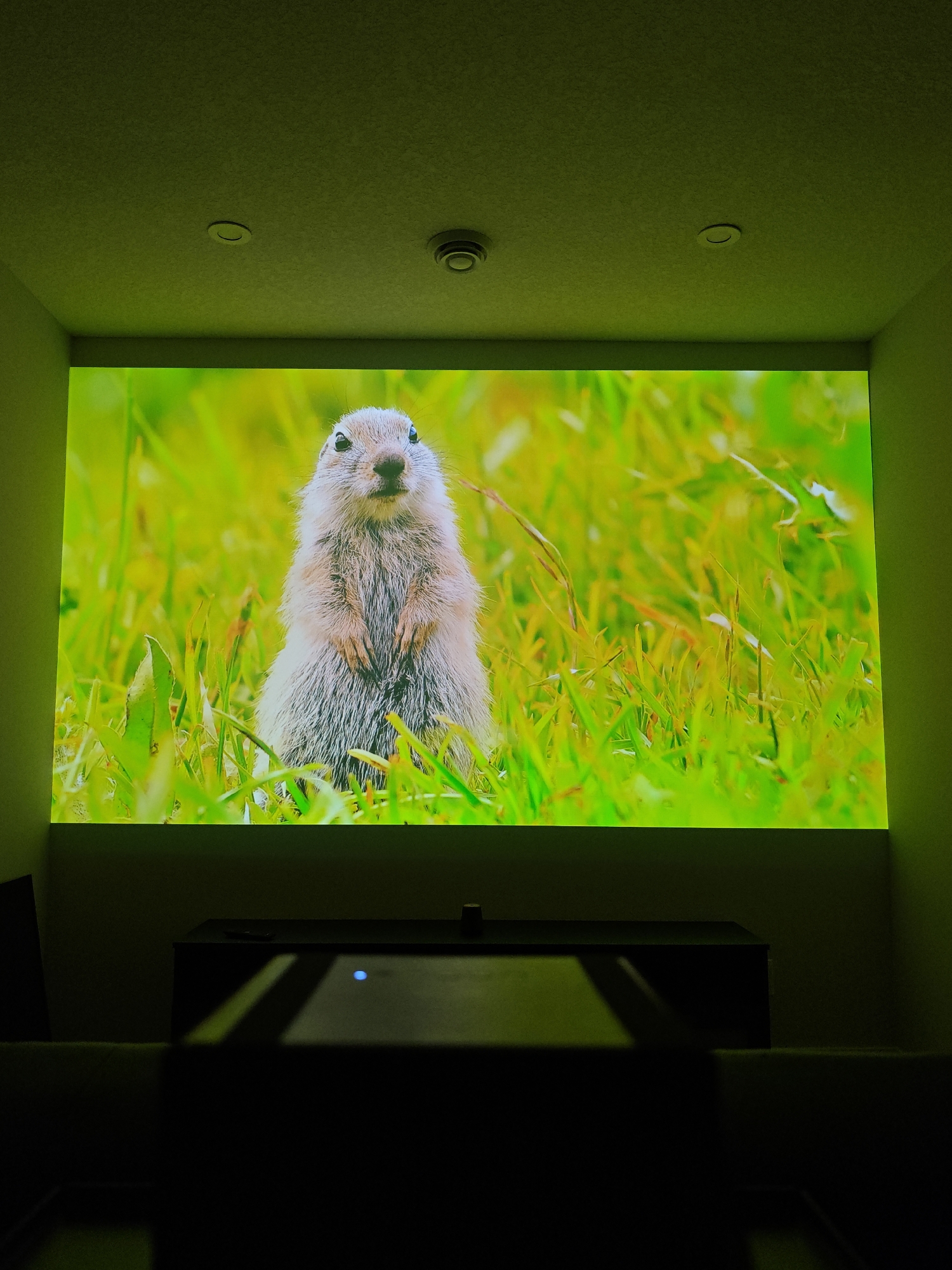The media file shows a projector screen displaying an image of a gopher standing upright in bright green grass. The gopher is the central subject, with its front paws held together. The background consists of a blurred field of grass, suggesting an outdoor, natural setting. The image is brightly lit, with a vibrant green hue dominating the scene, likely due to the projector's lighting and the natural colors of the grass.
Below the screen, a dark, rectangular object is visible, which appears to be a projector or media console. A small blue light is illuminated on this object. The surrounding environment is dimly lit and appears to be an indoor room, with the green light from the screen casting a glow on the walls and ceiling. Two circular fixtures are embedded in the ceiling, possibly lights or vents.
The overall scene evokes a sense of peacefulness and focus on nature. The time of day is not explicitly indicated, but the bright light in the projected image suggests daytime. The location context of Calgary, Canada, implies this could be a depiction of local wildlife. No text is visible in the media file.