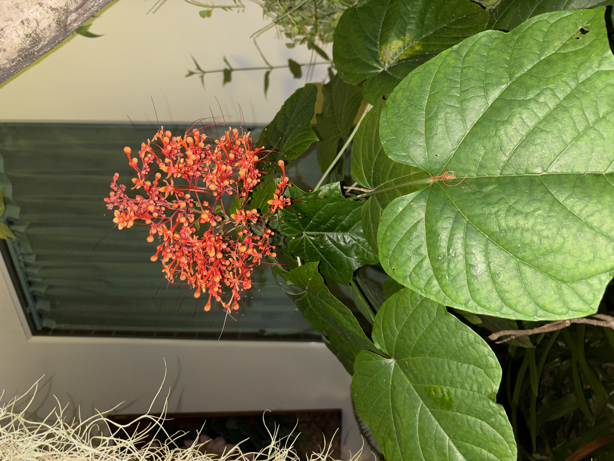 A close-up, eye-level shot features a cluster of vibrant red flowers at the top, with long, thin stamens extending outwards. Below the flowers are large, glossy green leaves. The background is softly lit, with a portion of a cream-colored wall on the right and a dark curtained window on the left. Hanging to the left of the flowers is a clump of fine, light-colored, thread-like plant material. The scene is set outdoors, likely in a garden or patio area in Chalong, Thailand, given the lush foliage and tropical appearance of the flowers. No people or animals are visible in the image.