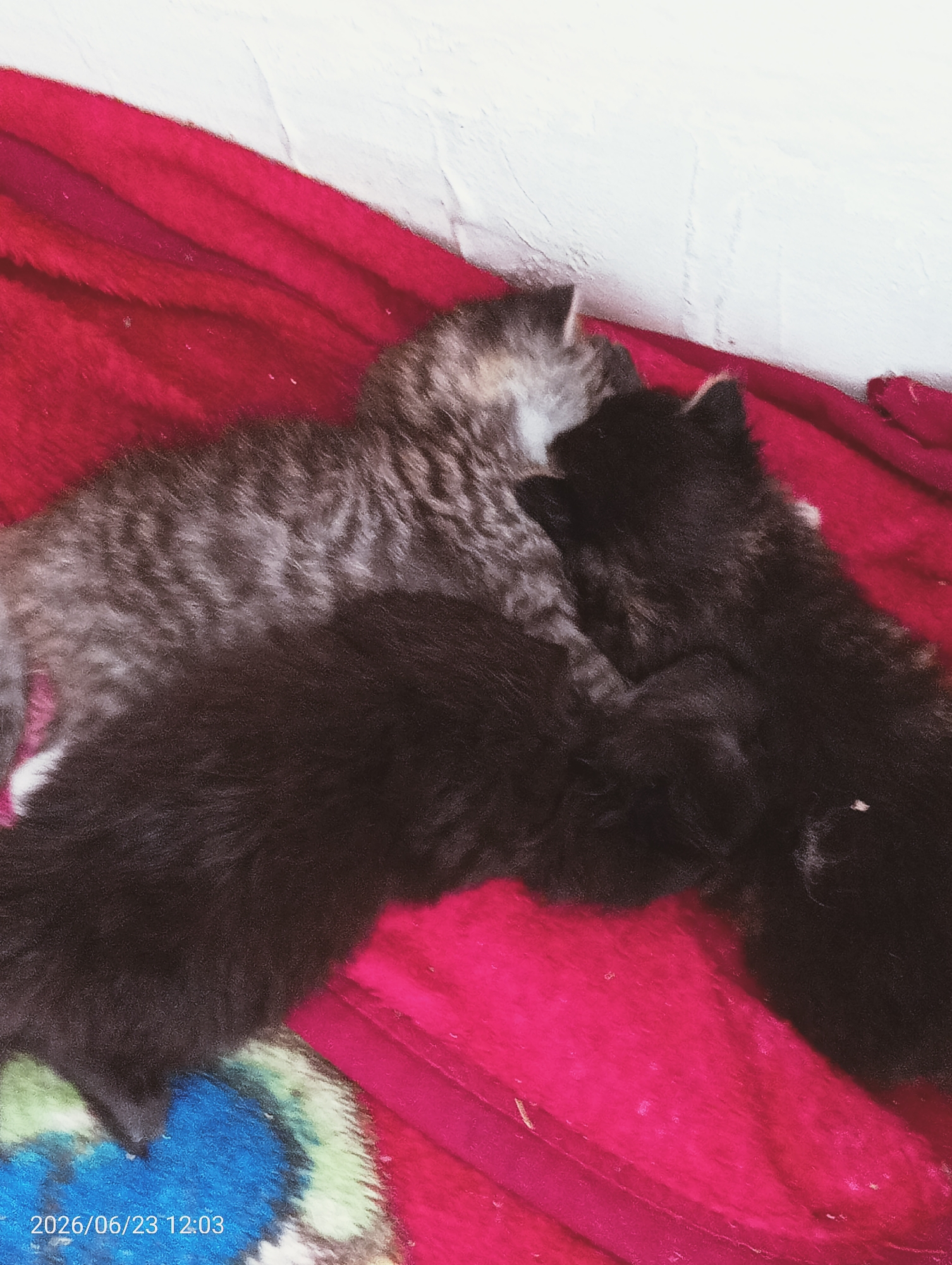 A group of three kittens are nestled together on a vibrant red blanket. One kitten, appearing to be a tabby, is lying on its side. Another two kittens, both solid black, are curled up with the tabby. The blanket is textured and has some folds. The background consists of a white wall. A date and time stamp, "2026/06/23 12:03", is visible in the lower left corner of the image.
