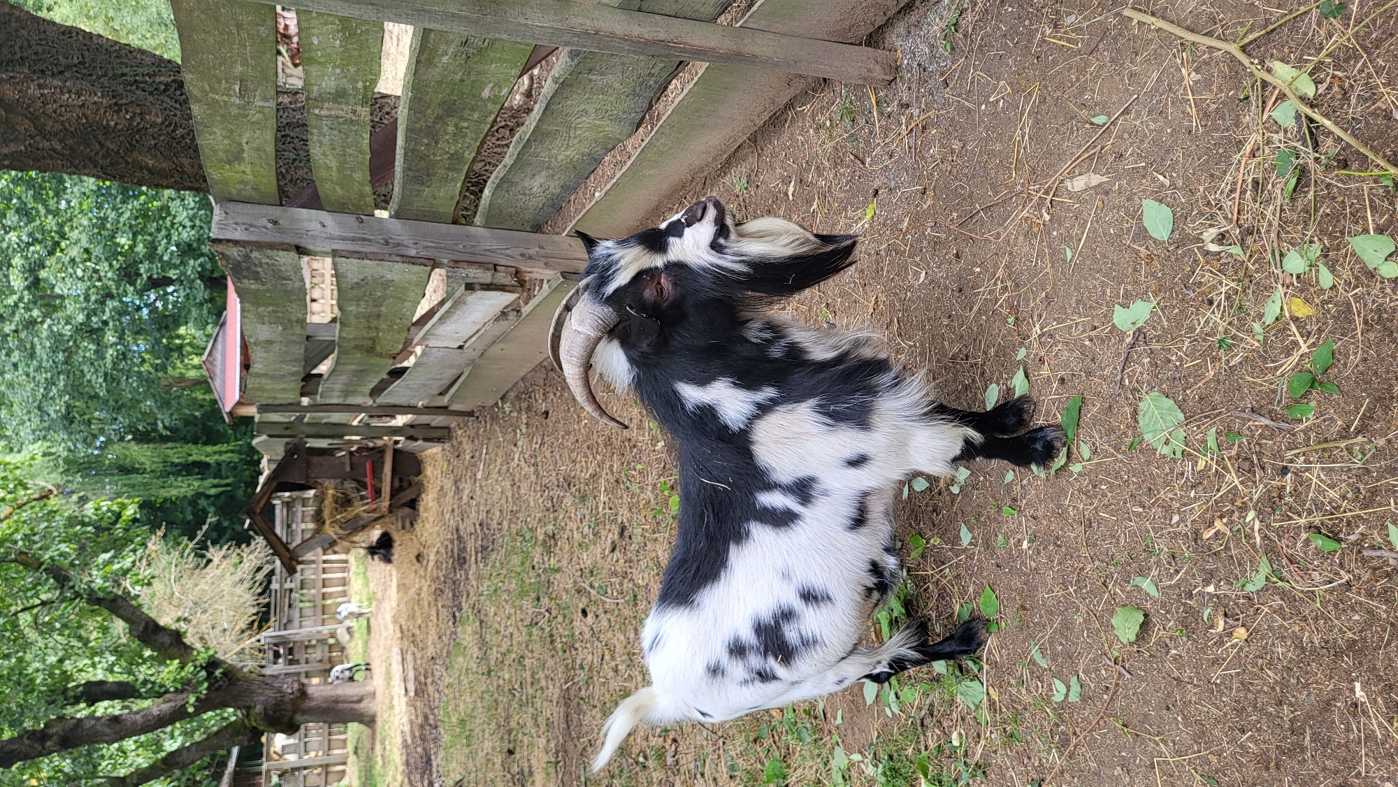 A black and white piebald goat stands on dry dirt and straw next to a weathered wooden fence. The goat is facing right, with its head turned slightly. It has short, curved horns and a long, white beard. In the background, there are trees, a wooden shelter with hay, and other goats in an enclosure. The scene appears to be an outdoor animal enclosure, possibly on a farm. This image was captured in Prešov, Slovakia.