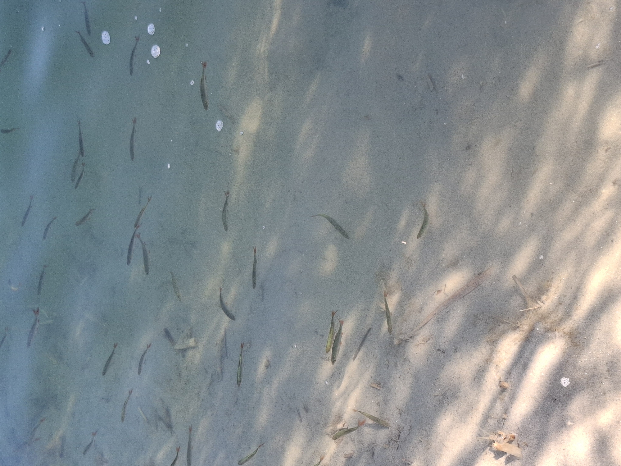 The image shows a shallow body of water with a sandy bottom, likely a lake or river. Several small fish are visible swimming in the water. The water is clear enough to see the sandy bottom with some debris, possibly aquatic plants or small twigs. Sunlight is filtering through the water, creating dappled shadows on the bottom. The scene is tranquil and natural, with no signs of human activity or urban environment. Without any specific markers or context, it is impossible to determine if this location is in Stroszowice, Poland.