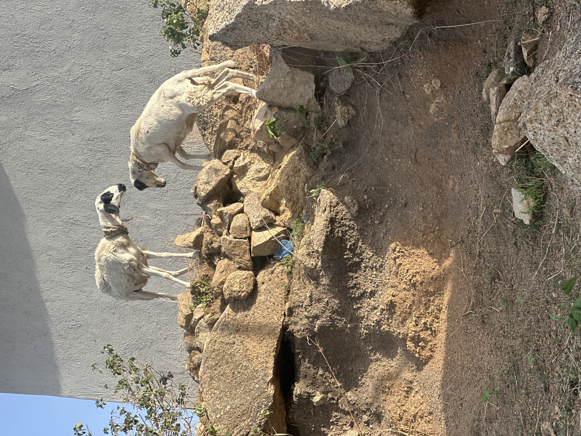 Two light-colored dogs are on a rocky, uneven terrain in Jos, Nigeria. One dog has a black and white head, and the other is mostly light-colored. The dogs are standing close to each other, facing each other. A light-colored wall is visible in the background. The terrain consists of rocks and dirt. Small plants are scattered throughout the scene. The sky is partially visible at the bottom of the frame.