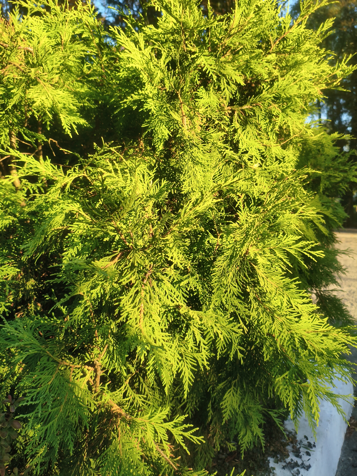 The image shows a close-up of a vibrant green coniferous tree, likely a cypress or cedar, with sunlight illuminating its foliage. The branches are dense and feathery, with individual needles clearly visible. The background is blurred, but suggests an outdoor setting with hints of blue sky and darker trees. The lower right portion of the image shows a textured surface that appears to be concrete or stone, possibly a planter or wall, with some dark debris scattered around it. There are no people or animals visible in the image. The scene is static and focuses solely on the texture and color of the plant. The location in Kremenchuk, Ukraine, is not discernible from the visual information in the image.