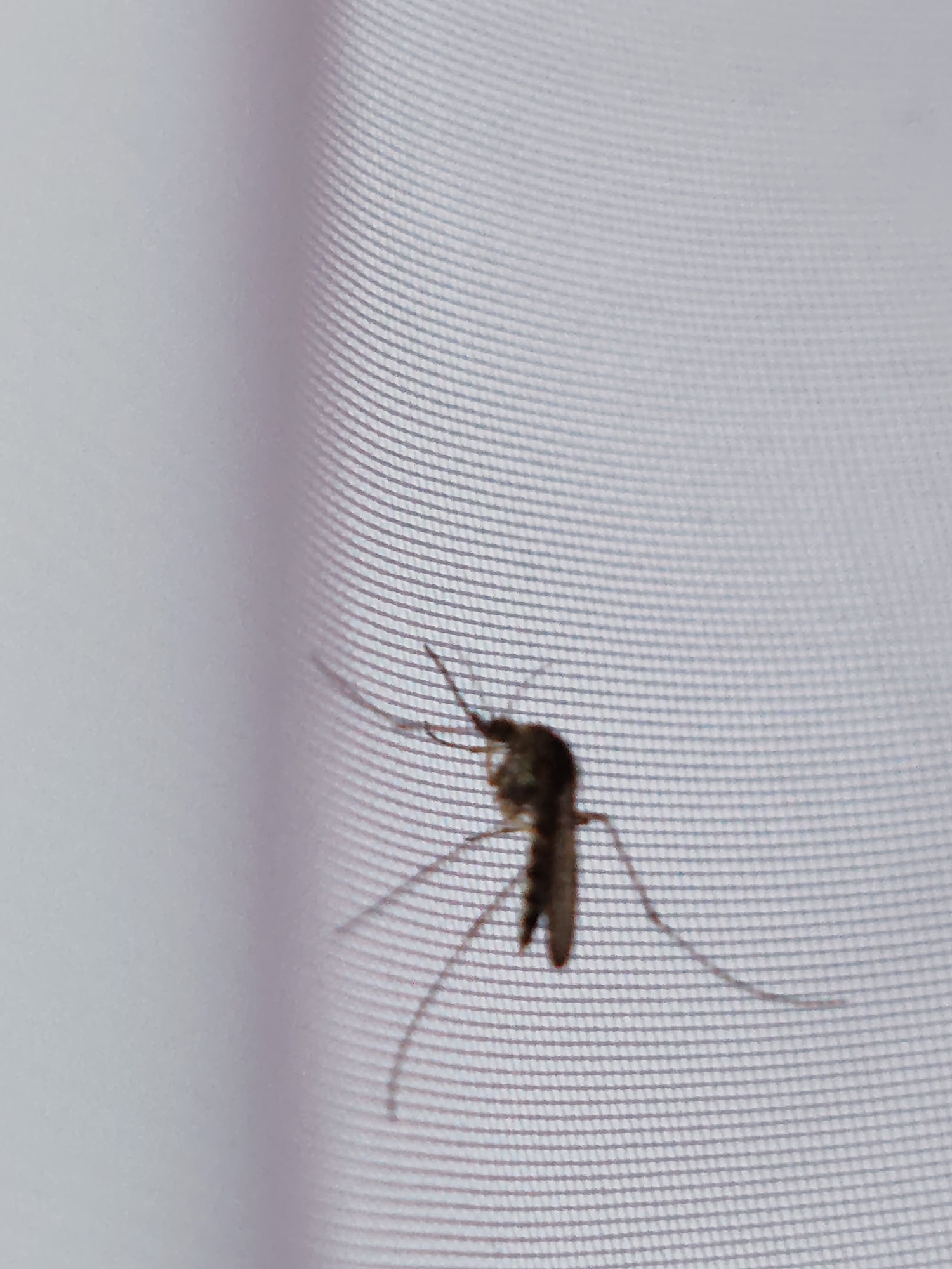 The image is a close-up, macro photograph of a mosquito resting on a light-colored, textured surface that appears to be a fabric or screen. The mosquito is small and dark brown with visible legs, wings, and antennae. The background is out of focus, with a soft gradient from white to a light greyish-purple. The lighting is diffused, creating soft shadows. The mosquito is positioned in the lower-center of the frame. There is no indication of the city of Чухлэм, Russia, or any urban environment in the image.