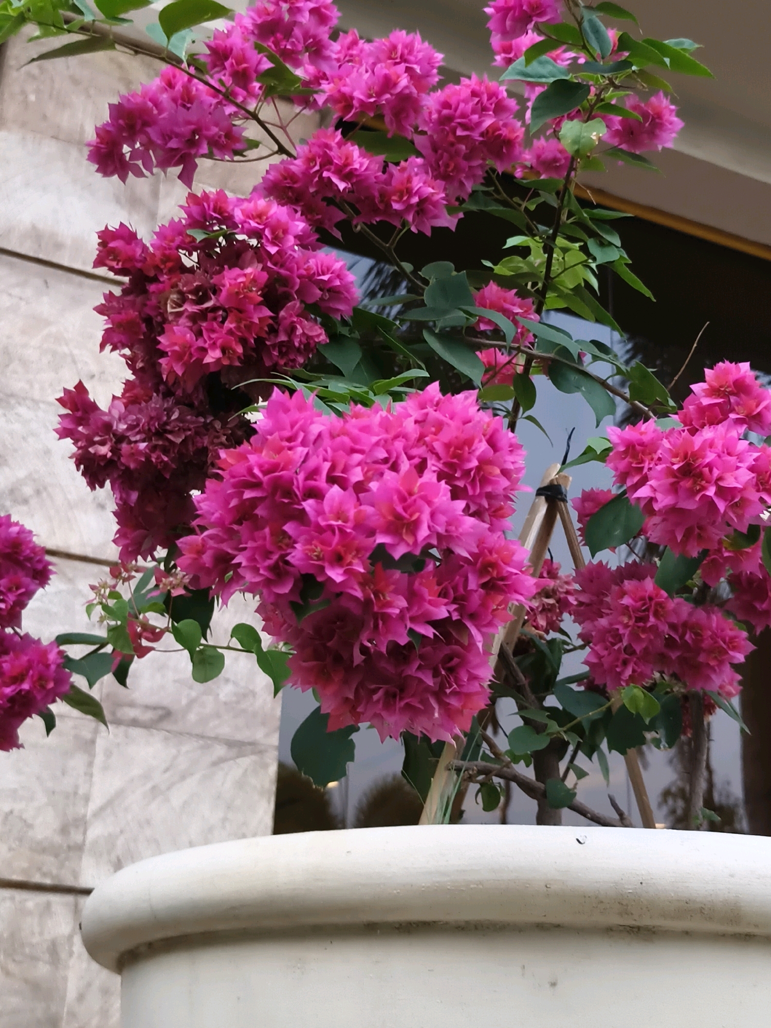 This is a close-up, eye-level, outdoor, natural light photograph of a vibrant pink bougainvillea plant in a pot. The bougainvillea is in full bloom, with clusters of bright pink bracts cascading down. Some green leaves are visible amongst the flowers. In the background, a wall made of light-colored stone tiles is partially visible, as is a window with a dark reflection. The bottom of a large, white pot containing the plant is prominent in the foreground. The scene appears to be located in a balcony or patio area, possibly in a residential or hotel setting, in the city of Serang, Indonesia. There are no people or animals visible in the image.