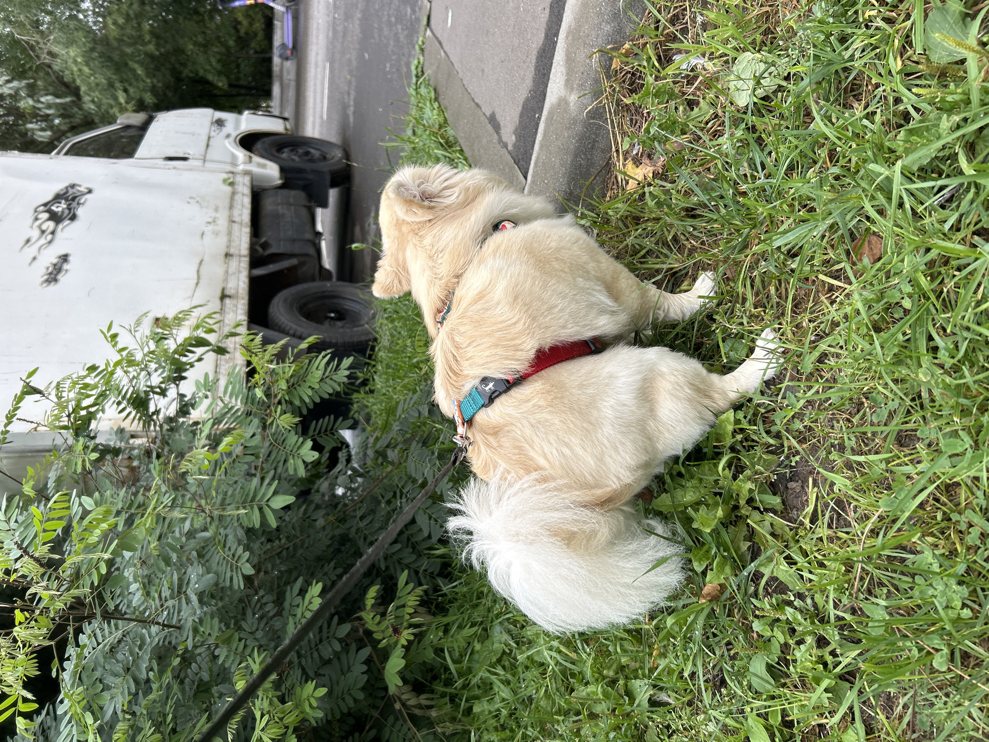 A light-colored, fluffy dog with a bushy tail stands on a grassy area beside a sidewalk. The dog is wearing a red harness with a teal accent. In the background, a white truck with a boxy cargo area is parked. The truck has some decals on its side. A purple electric scooter is visible on the road in the distance. Lush green foliage, possibly from a tree or shrub, is to the left of the dog, partially obscuring the truck. The scene appears to be an outdoor urban environment, possibly a residential area, with grass, a sidewalk, and parked vehicles.