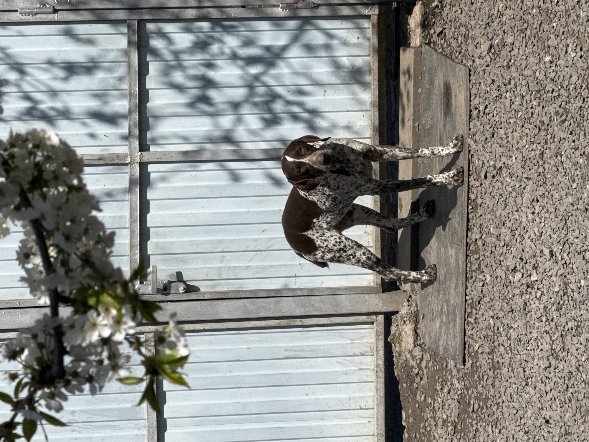 A medium shot shows a brown and white German Shorthaired Pointer dog in Rostov-on-Don, Russia. The dog is standing on a grey concrete slab next to a gravel ground surface. Behind the dog is a light blue corrugated metal gate with a metal frame. A flowering tree branch with white blossoms is visible in the lower left corner of the image. Shadows of foliage are cast on the gate.