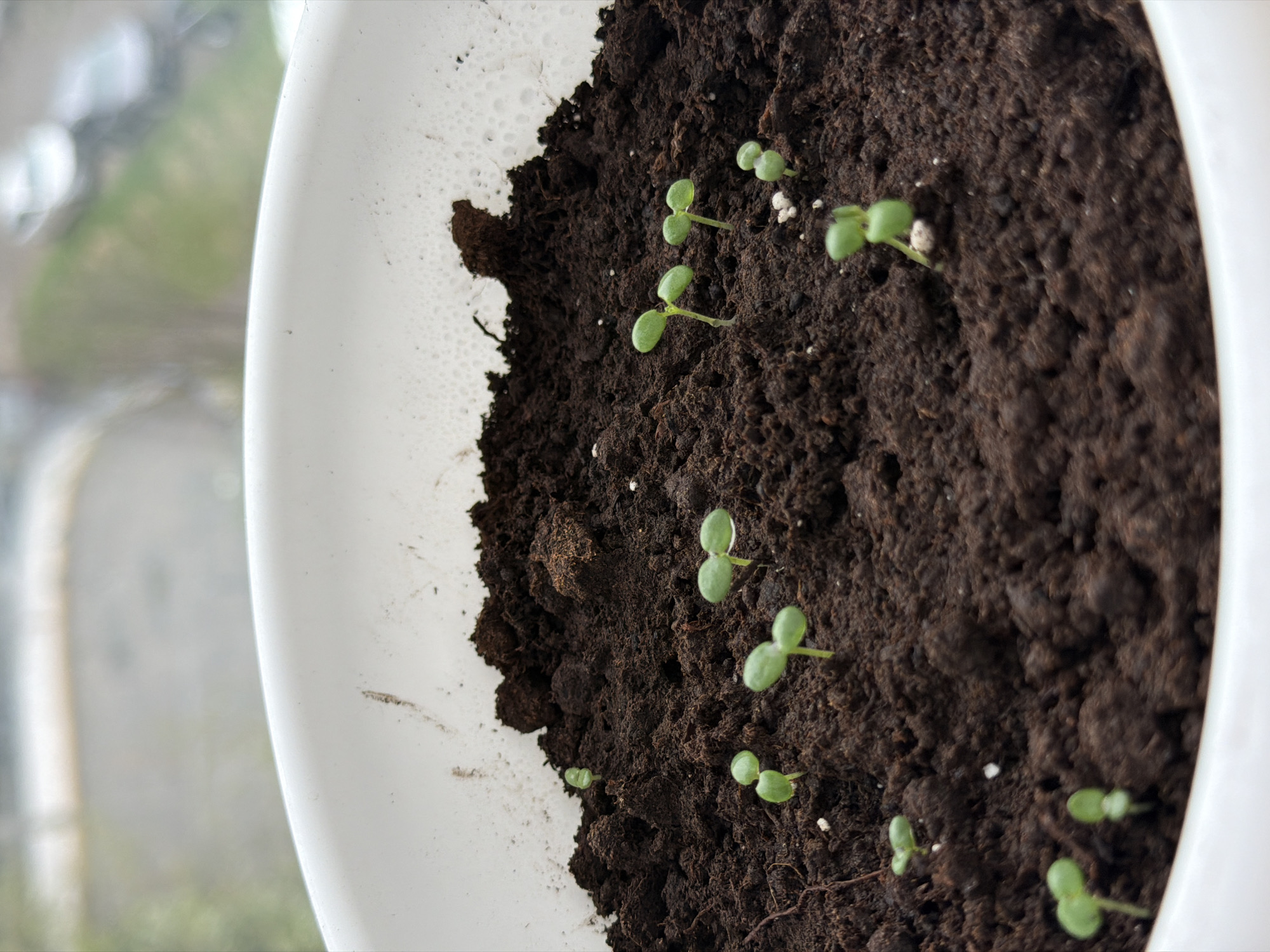 A close-up shows a white pot filled with dark brown soil. Multiple small green seedlings, each with two initial leaves, are sprouting from the soil. The pot is positioned near a window. The background is out of focus, showing blurry buildings and greenery through the window. The location of Izhevsk, Russia cannot be determined from the image.