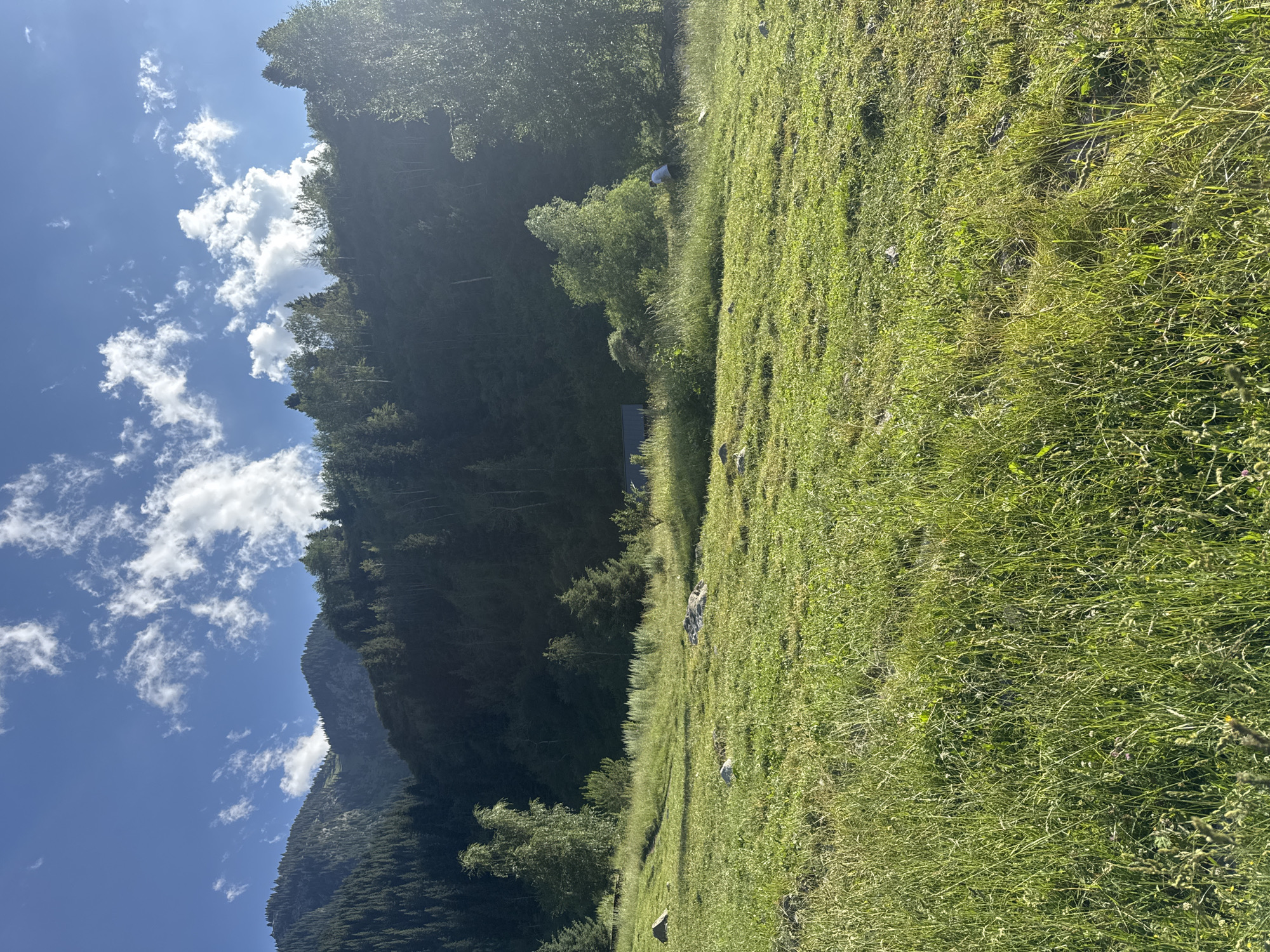 The image depicts a picturesque mountain landscape, likely situated in the outskirts of Almaty, Kazakhstan, given the characteristic Tien Shan mountain range visible in the background. The foreground is dominated by a lush, green meadow, characterized by tall grass and scattered rocks. In the mid-ground, a dense coniferous forest blankets the slopes of the mountains, with scattered deciduous trees interspersed. A small, dark-colored building or structure is partially visible amidst the trees. Further to the right, a person is observed tending to the vegetation, possibly engaged in agricultural work or maintenance. The sky is a vibrant blue, dotted with fluffy white clouds, indicating fair weather and sunny conditions. The overall impression is one of serene natural beauty, typical of the mountainous regions surrounding Almaty.
