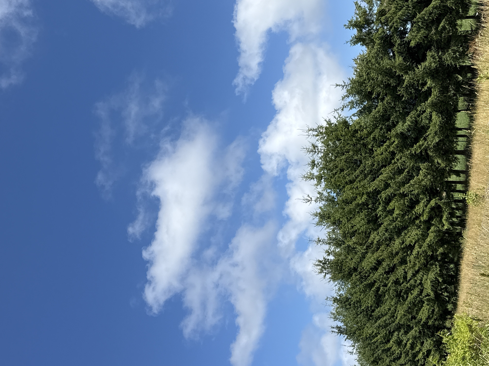 The image depicts a dense line of evergreen trees, likely spruce or fir, stretching across the mid-ground. The trees are tall and have a conical shape, with their branches forming a continuous, dark green wall. They are planted closely together, creating a uniform hedge. In the foreground, dry, light brown grass and some green foliage are visible, suggesting a rural or natural setting. Above the trees, a vibrant blue sky dominates the upper portion of the frame, dotted with scattered white cumulus clouds. The lighting suggests it is daytime, with the sun illuminating the scene from an unseen angle. The image appears to be a landscape photograph taken outdoors, possibly in the area of Kołczewo, Poland, given the context. There are no people or animals visible in the image, and no discernible objects beyond the natural elements of trees, grass, and sky. The overall impression is one of a peaceful, natural environment on a clear day.