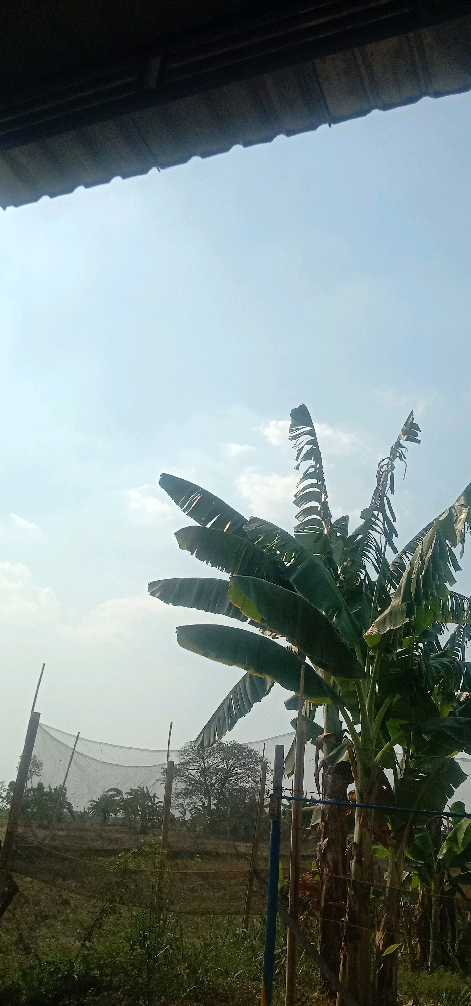 The image captures a view from under a dark, corrugated roof, looking out onto a rural landscape under a bright, pale blue sky with sparse clouds. In the foreground, a large banana tree with broad, dark green leaves dominates the right side of the frame. The trunk of the banana tree is textured and brown, with vertical striations. A blue pole stands near the trunk. In the mid-ground, a field with dry grass and vegetation is partially covered by a fine, dark mesh netting supported by wooden poles. Beyond the netting, a large, bare-branched tree stands in the distance, surrounded by other vegetation, possibly more banana trees. The overall scene suggests an outdoor agricultural or farm setting in Cangkring, Rembang, Indonesia, likely during daylight.