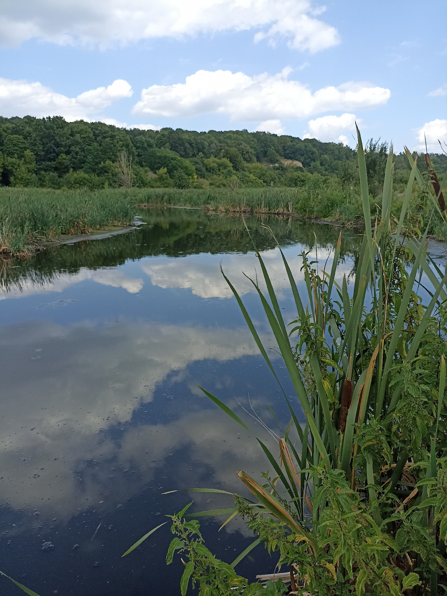 The image shows a tranquil body of water reflecting a partly cloudy sky. The water is surrounded by dense vegetation, including tall reeds and other plants along its banks. In the background, a lush, green forest covers a gentle slope, and further back, more trees extend across the horizon under a blue sky dotted with white clouds. The scene is likely a natural wetland or a pond located in Velykyi Oleksyn, Ukraine, given the characteristic vegetation and landscape. There are no people or visible animals in the frame. The overall impression is one of natural beauty and serenity.