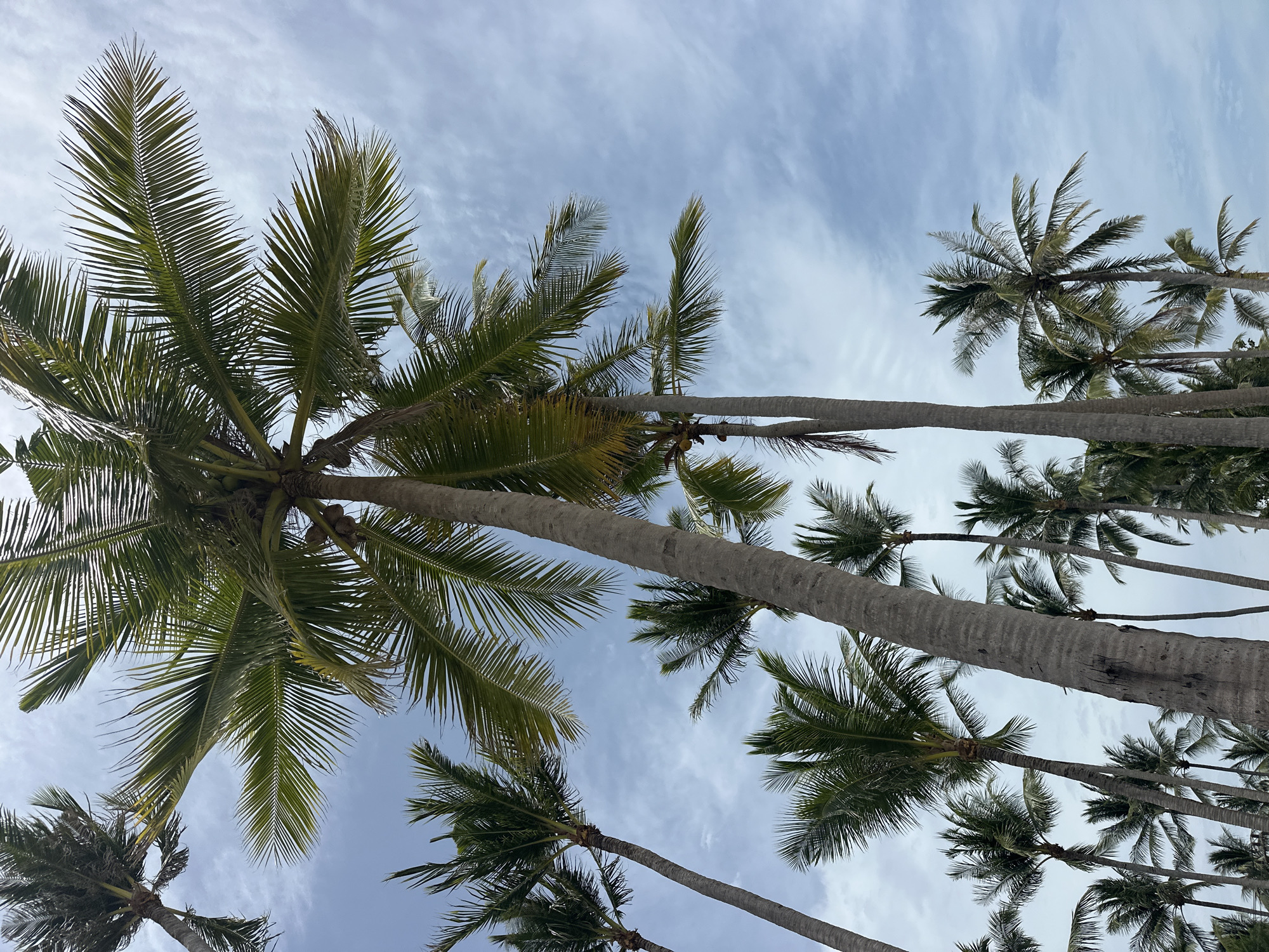 A low-angle shot captures a cluster of tall, mature coconut palm trees against a bright, cloudy blue sky. The palm trees, with their rough, grey trunks and dense green fronds, dominate the frame, stretching upwards towards the sky. Some of the fronds are catching the sunlight, creating a dappled effect. The sky is filled with wispy white clouds, suggesting a bright but possibly breezy day. The image appears to be taken outdoors in a tropical location. Given the description, it's plausible this scene is in a coastal or resort area of Ko Samui District, Thailand, known for its numerous palm trees and beaches. There are no people visible in the image.
