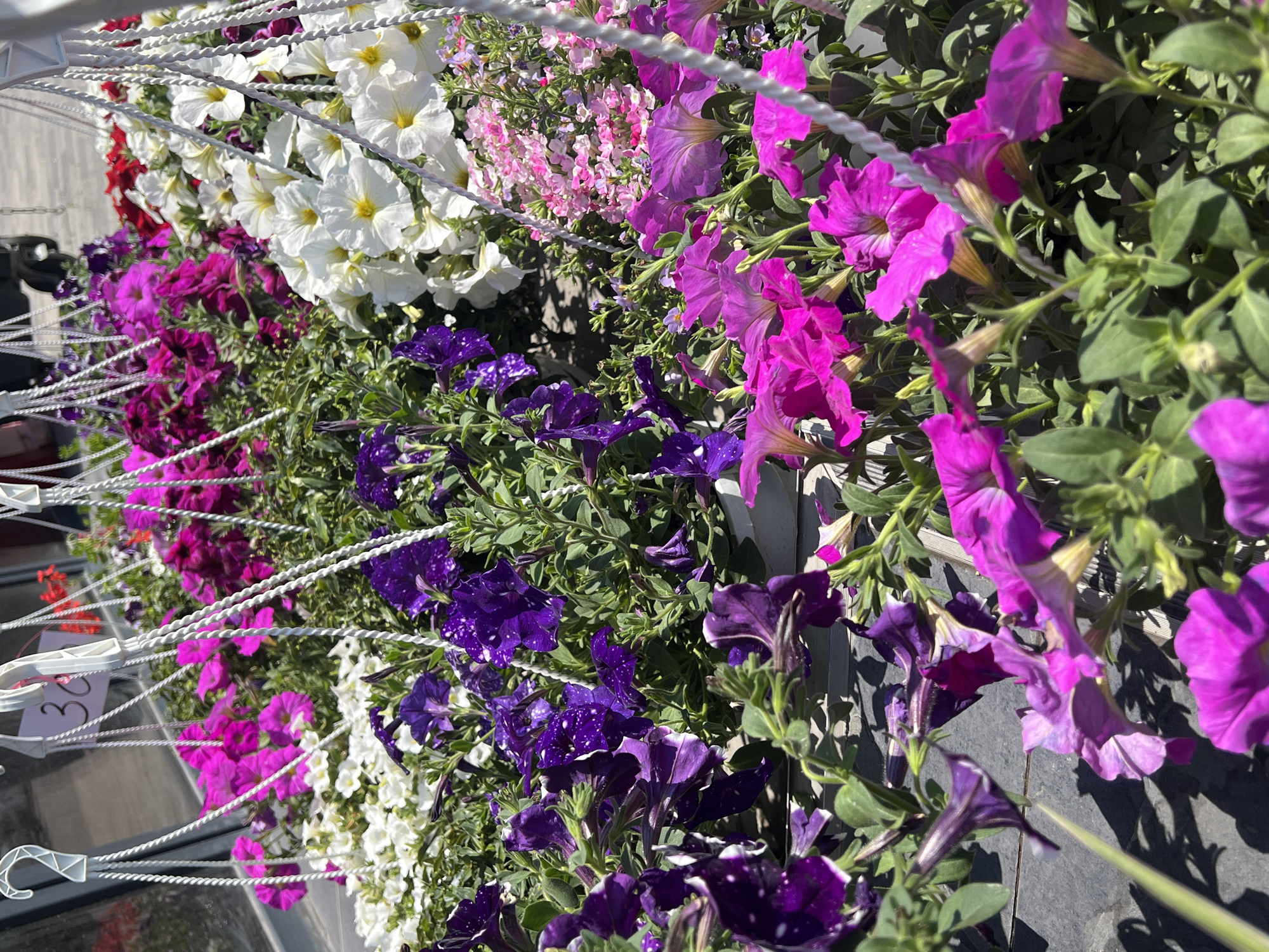 The image shows a close-up of a hanging flower basket arrangement with multiple types of flowers. From left to right, there are red, white, pink, purple, and dark purple flowers. The purple flowers in the bottom center have speckled white details. The plants have dark green leaves. The flower baskets are hanging from a white plastic hanger. The shadow of the flower basket can be seen on a gray floor. The location of the scene is not able to be determined.