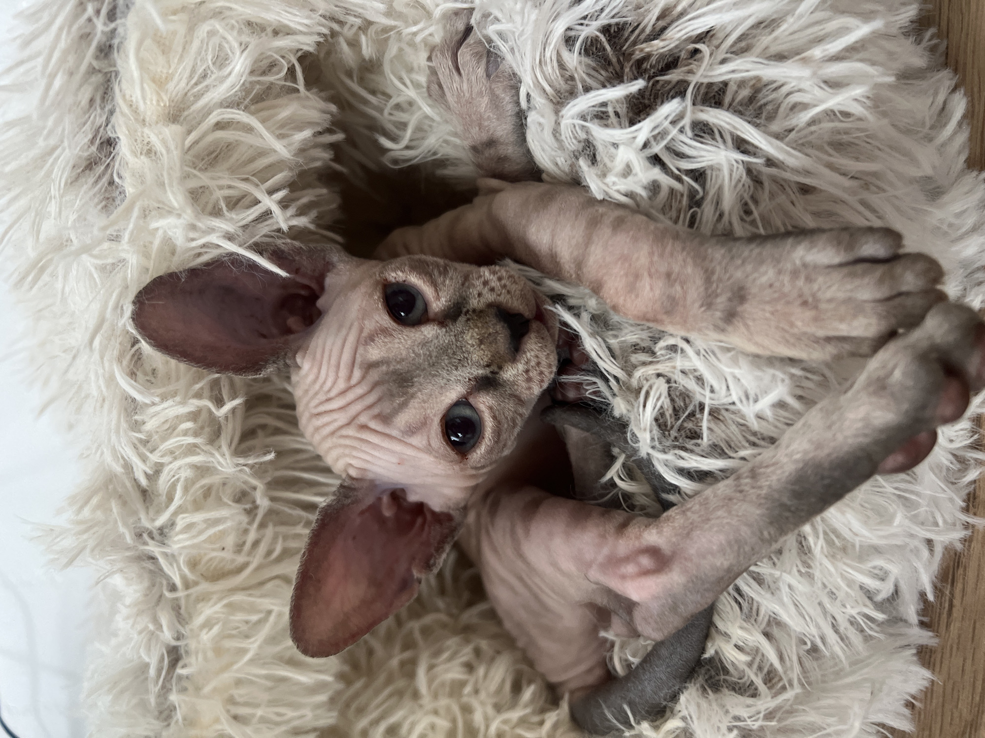 A close-up shot depicts a hairless Sphynx kitten nestled in a fluffy, white bed. The kitten is pale gray, with visible wrinkles and large, pointed ears. It looks directly at the camera with wide, curious eyes. The kitten's paws are curled near its face, giving the impression it is playing or relaxing in the soft bedding. The environment is focused on the kitten and its immediate surroundings, with the bed filling most of the frame. The location, село Первомайский, Russia, is not visually discernible in the image.