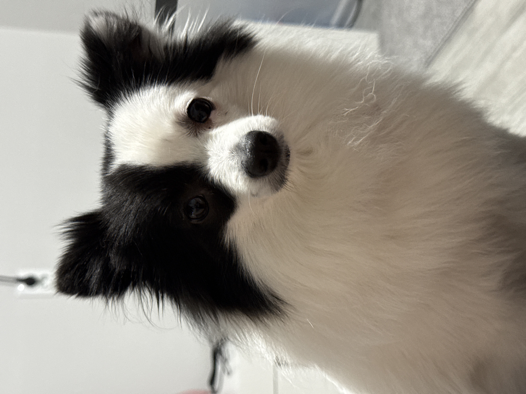The image depicts a close-up view of a black and white fluffy dog. The dog is angled toward the viewer, with its head tilted. The dog's eyes are dark, and its nose is black. The background appears to be a light-colored wall. There is no indication of the image's location being in Stara Zagora, Bulgaria.