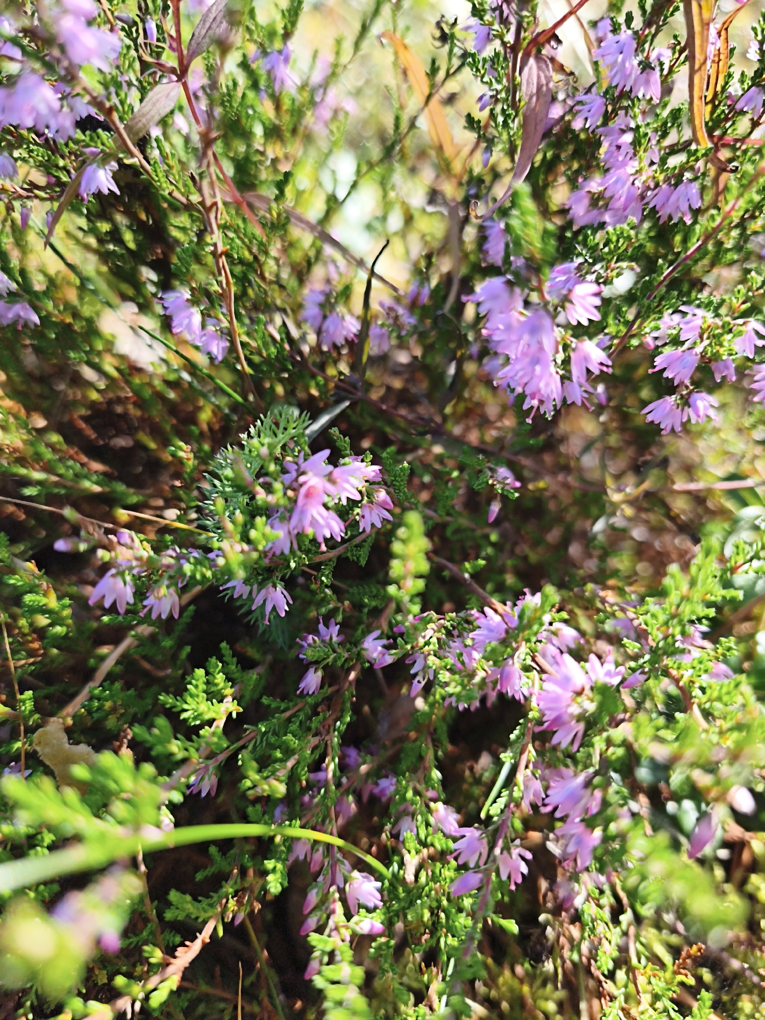 A close-up, high-angle shot captures a cluster of blooming heather plants, their small, bell-shaped pink flowers and needle-like green foliage filling the frame. The shallow depth of field blurs the background, creating a soft bokeh effect of greens and browns, suggesting a natural, outdoor setting. The heather plants are dense and intertwined, with thin, woody stems. The overall impression is one of natural beauty, with the delicate flowers contrasting with the rugged texture of the foliage and stems. The specific location is a natural setting within the city of Pedase, Estonia, as indicated by the prompt.