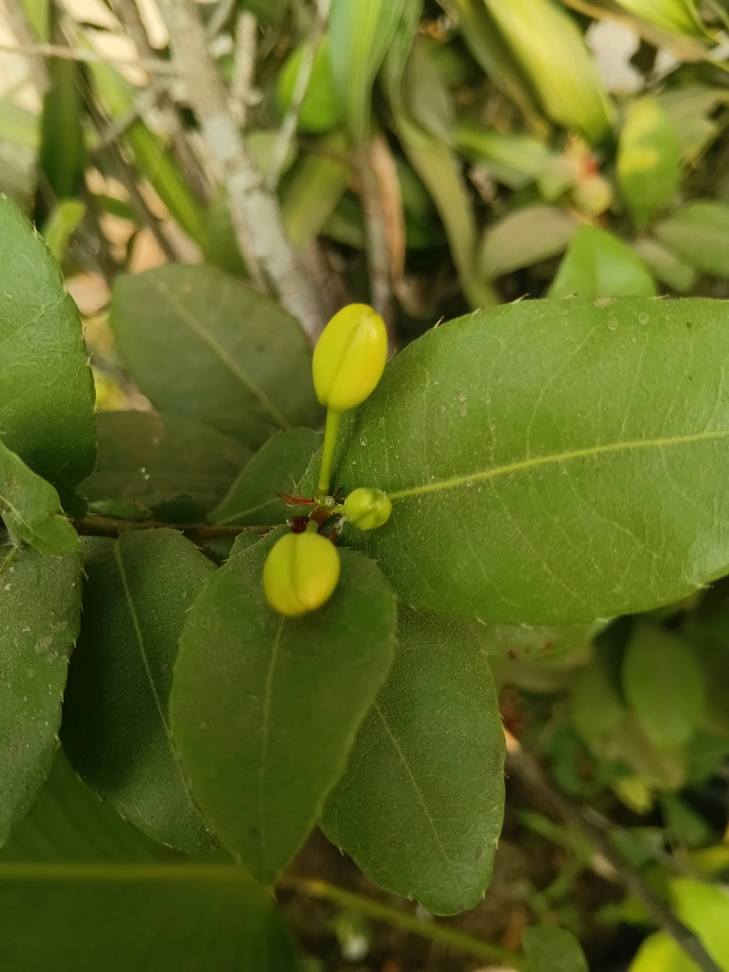 The image shows a close-up of a plant with green leaves and two yellow buds on a stem. The buds are elongated and rounded at the tip. The leaves are oval-shaped with a slightly serrated edge and a prominent central vein. The background is blurred, with hints of other green foliage and a brown branch. The scene appears to be outdoors, possibly in a garden or natural setting. There is no discernible information about the location in Cikal, Indonesia, or any people, actions, or interactions.