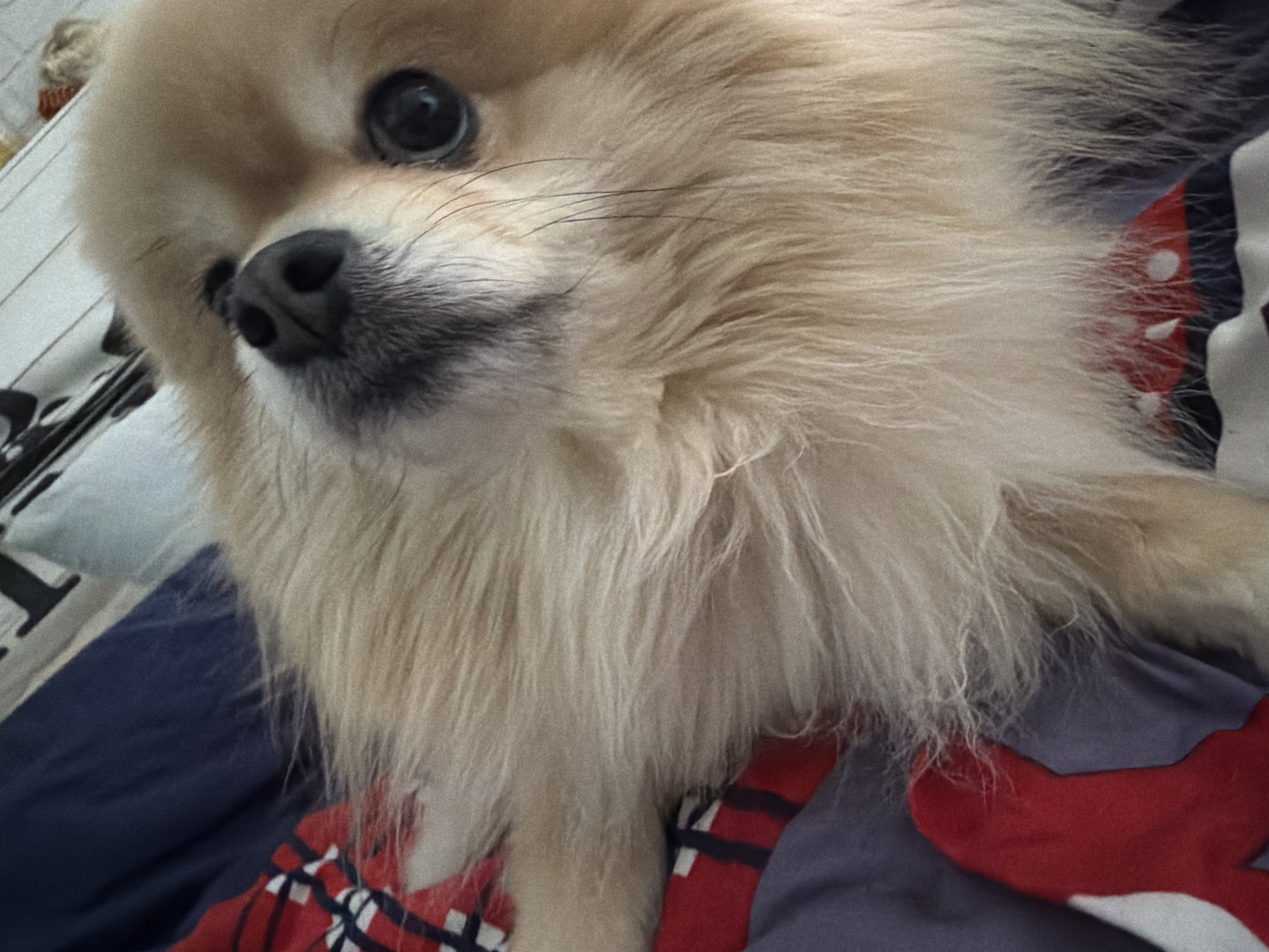 A close-up, eye-level, indoor shot features a Pomeranian dog lying on a bed with patterned bedding. The dog's face is prominently displayed, with its nose and one eye clearly visible. The dog has light-colored fur. The bedding is a mix of dark blue, red, and white plaid, with some black stripes visible. The overall lighting suggests it is daytime, possibly with soft ambient light. The scene is likely a domestic setting. There are no visible signs of the city of Tbilisi, Georgia.