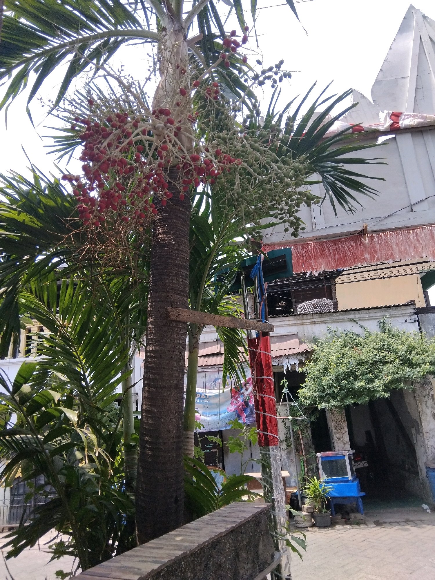 In the city of Kepuh Kiriman, Indonesia, a tall palm tree with a thick, textured trunk dominates the foreground of this image. Clusters of red and green berries hang from its branches, some ripe and red, others still developing and green. The palm fronds are lush and green, reaching towards a bright, overcast sky. Behind the palm tree, the scene reveals a typical Indonesian urban environment. A white, angular structure, possibly part of a building or monument, rises in the background, adorned with red and white fabric streamers. Below this, a variety of buildings with corrugated roofs are visible. Colorful banners and cloths hang from some structures, suggesting a festive or commercial area. To the right, a small blue structure, potentially a mobile stall or display, sits near a lush green bush and other potted plants. The ground is paved with what appears to be concrete or stone. The overall impression is of a vibrant, lived-in neighborhood with a strong natural element provided by the prominent palm tree.