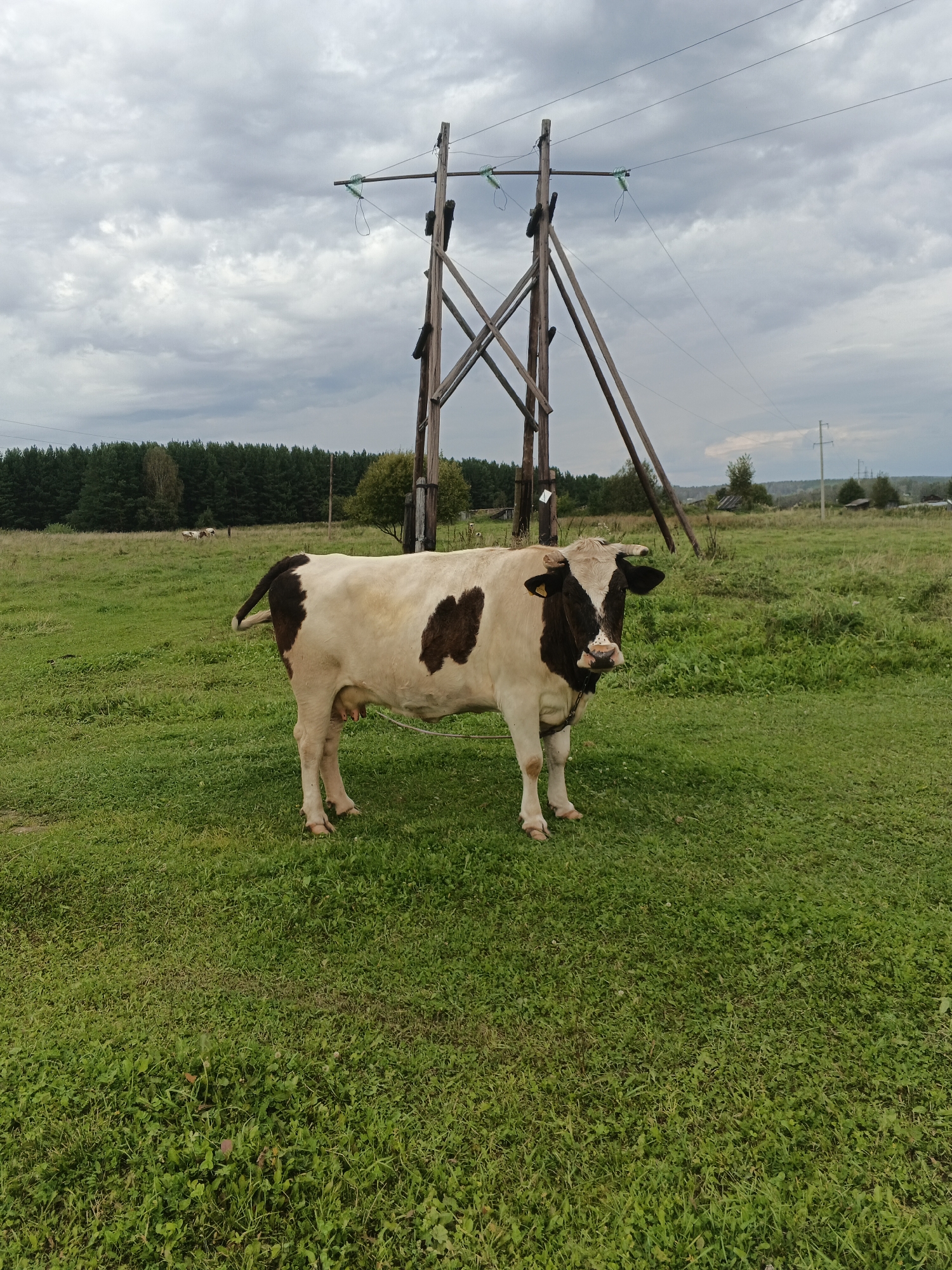 A medium-shot, eye-level, outdoor, vertical photograph depicts a black and white cow standing in a grassy field on an overcast day. The cow is positioned in the center of the frame, facing the viewer, with its head slightly tilted. It has brown patches on its white coat and is wearing a metal chain around its neck, tied to a rope. In the background, a large wooden power pole with wires stretches upwards. Beyond the field, a dense line of dark green trees forms the horizon. The sky is filled with thick, gray clouds. The location is in the village of Medvedyovka, Russia.
