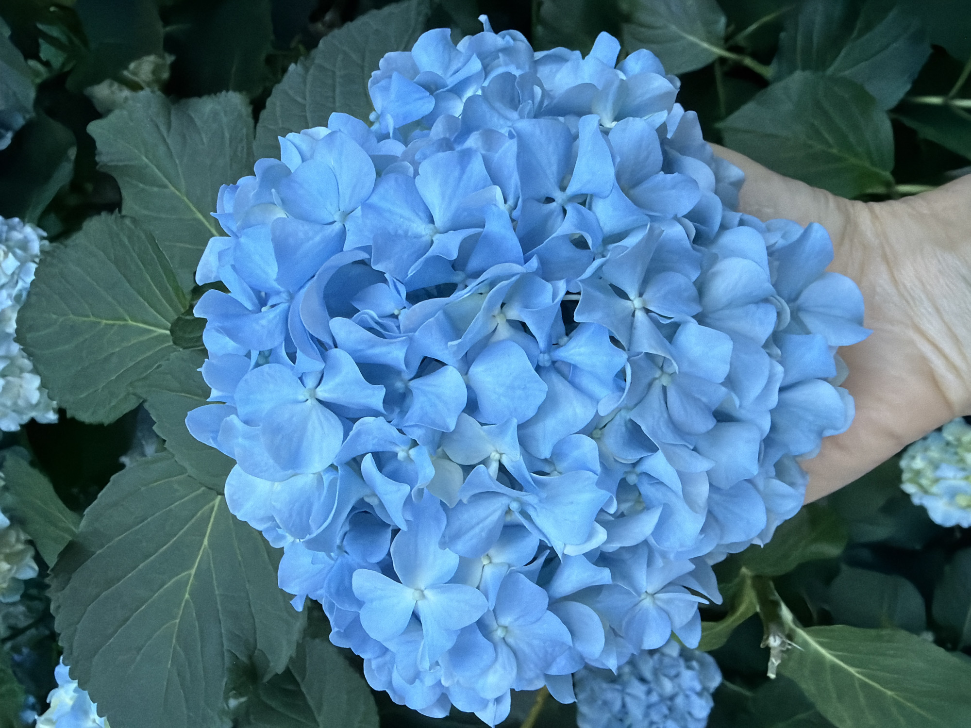 A vertical close-up shot captures a vibrant, spherical blue hydrangea bloom gently supported by a person's light-skinned hand. The hand, visible from the palm and fingers (primarily the thumb and forefinger on the right), cups the bottom of the large flower head. The hydrangea is composed of numerous small, four- or five-petaled florets, uniformly displaying a bright sky-blue color. In the background, dark green, broad-leafed foliage is visible, with some areas appearing darker due to shadow and depth. Out-of-focus hints of other lighter blue or white hydrangea clusters can be discerned in the upper and lower left portions of the background, indicating a lush garden environment. The lighting is soft and diffused, illuminating the flower without harsh shadows. The scene is set in the city of Budva, Montenegro.