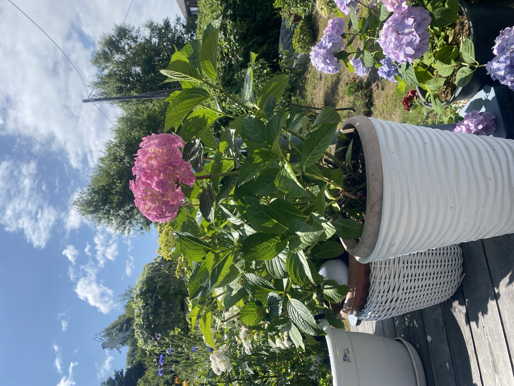 In Tret’ya Pad’, Russia, a sunny day unfolds with vibrant flora. A large, potted pink hydrangea dominates the foreground, its voluminous blooms casting a delicate shadow on the weathered wooden deck. Beside it, a white wicker pot overflows with lush green foliage, also housing a hydrangea. To the right, a textured white pot stands, its rippled surface catching the sunlight. In the background, other potted plants, including a cluster of pale purple hydrangeas, add to the garden's charm. A delicate fairy-like sculpture is visible amongst the greenery in the distance. The sky above is a brilliant blue, dotted with fluffy white clouds, suggesting a warm and pleasant day. The scene depicts a well-tended outdoor space, likely a patio or balcony, filled with the beauty of summer flowers.