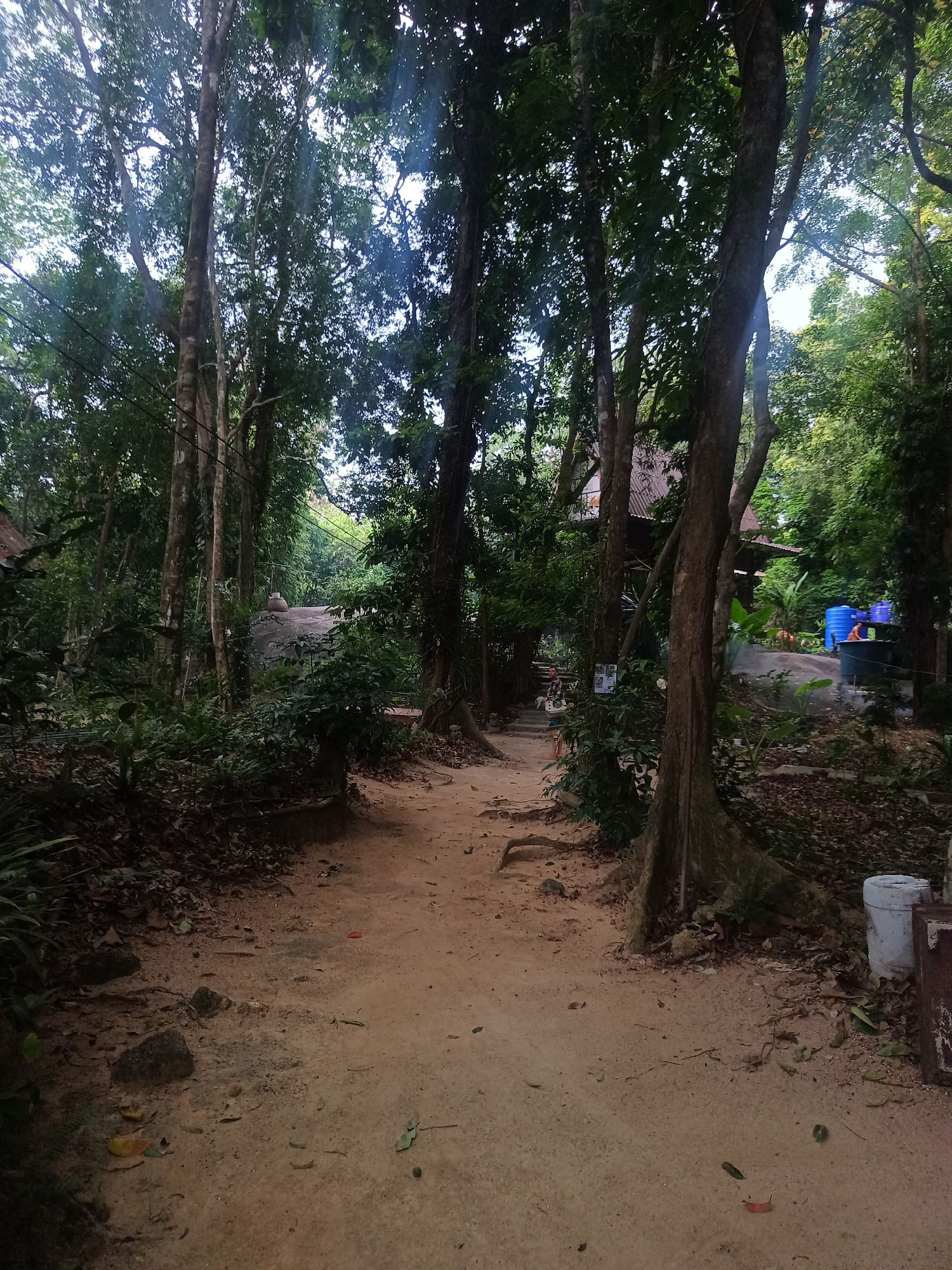 A dirt path leads through a wooded area in Baan Thong Nang, Thailand. Tall trees dominate the scene, with glimpses of buildings and structures visible in the background. On the right, large blue plastic containers sit near a dark surface, suggesting a human presence. A bucket is visible in the foreground. The path is earthy, with loose rocks and scattered leaves. Vegetation flanks both sides of the path. A figure is walking on the path. Overhead, tree branches intertwine, filtering light onto the path.